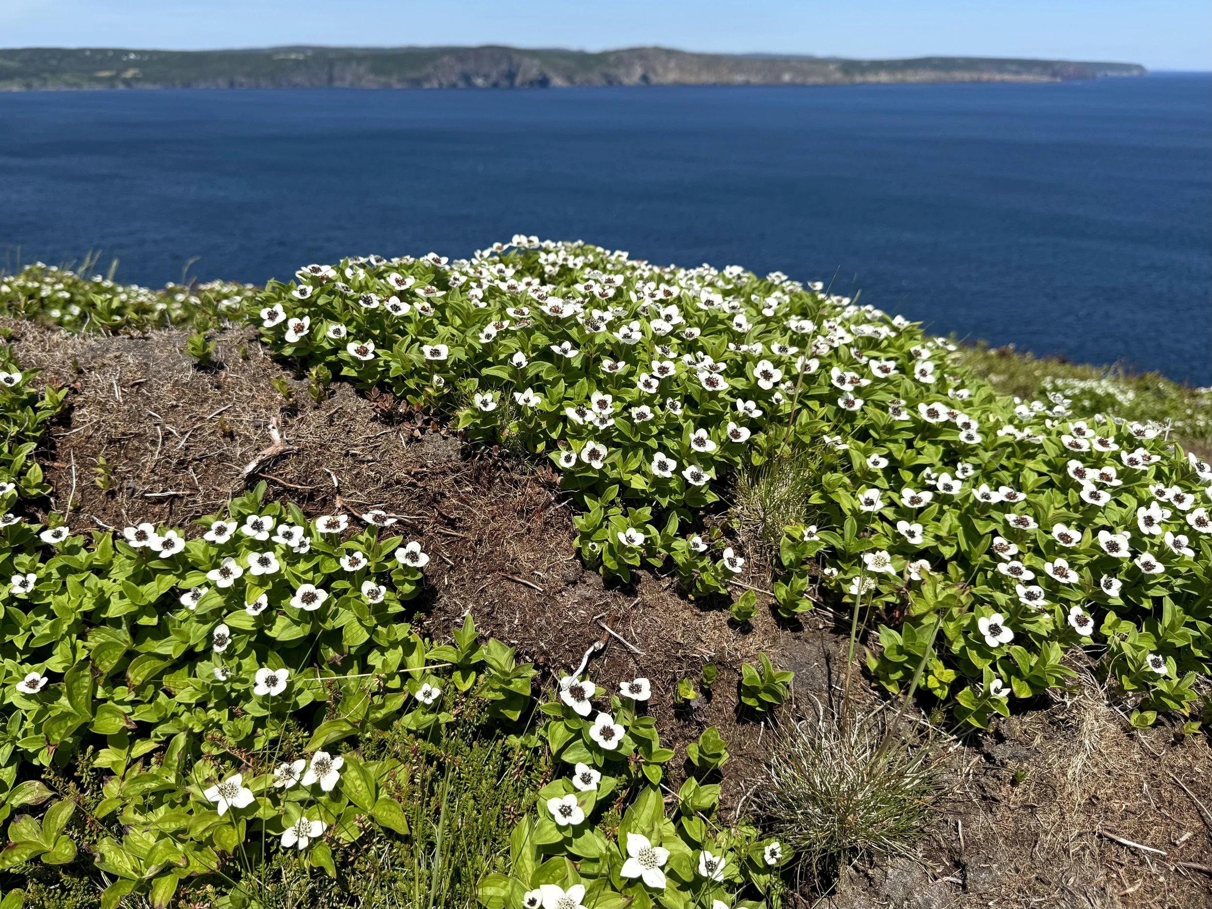 Swedish bunchberry, Torbay Point