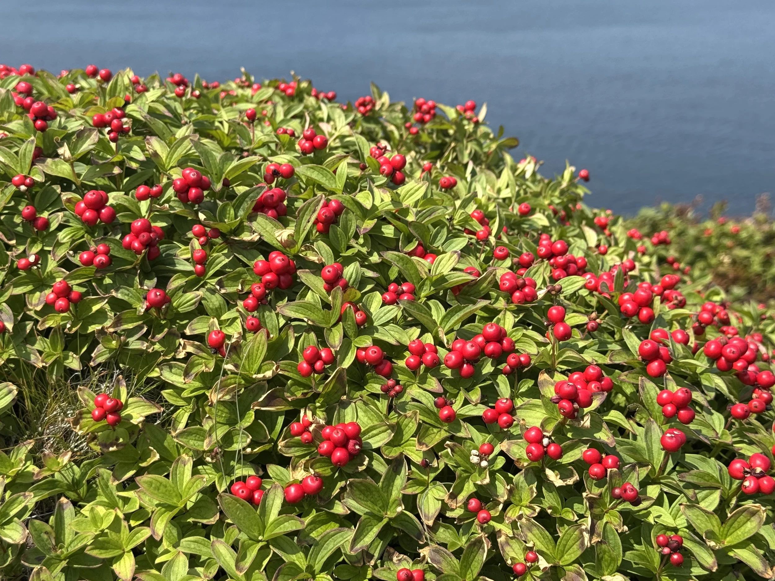 Swedish bunchberry, Torbay Point