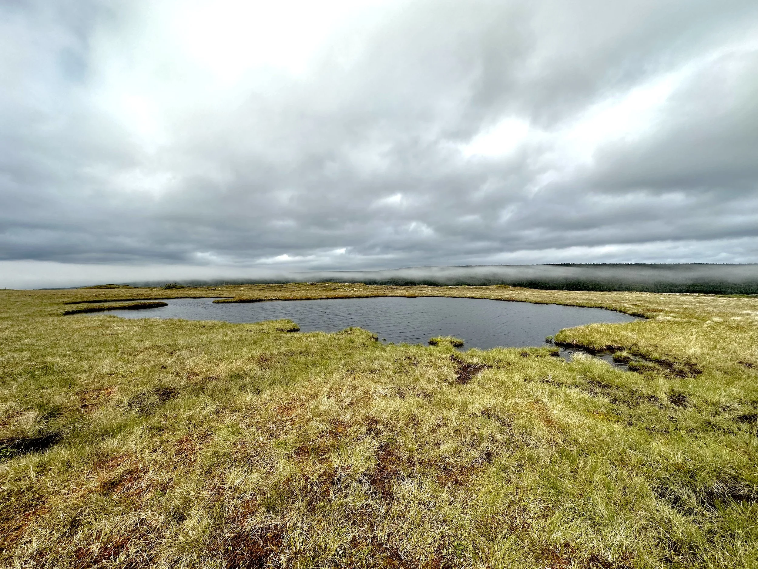 wetland, Cape Spear barrens