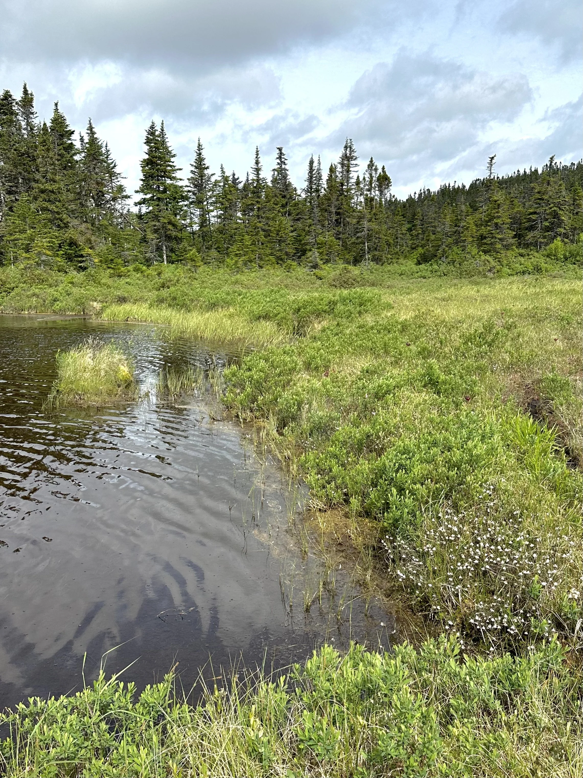 Beaver Pond, Shea Heights