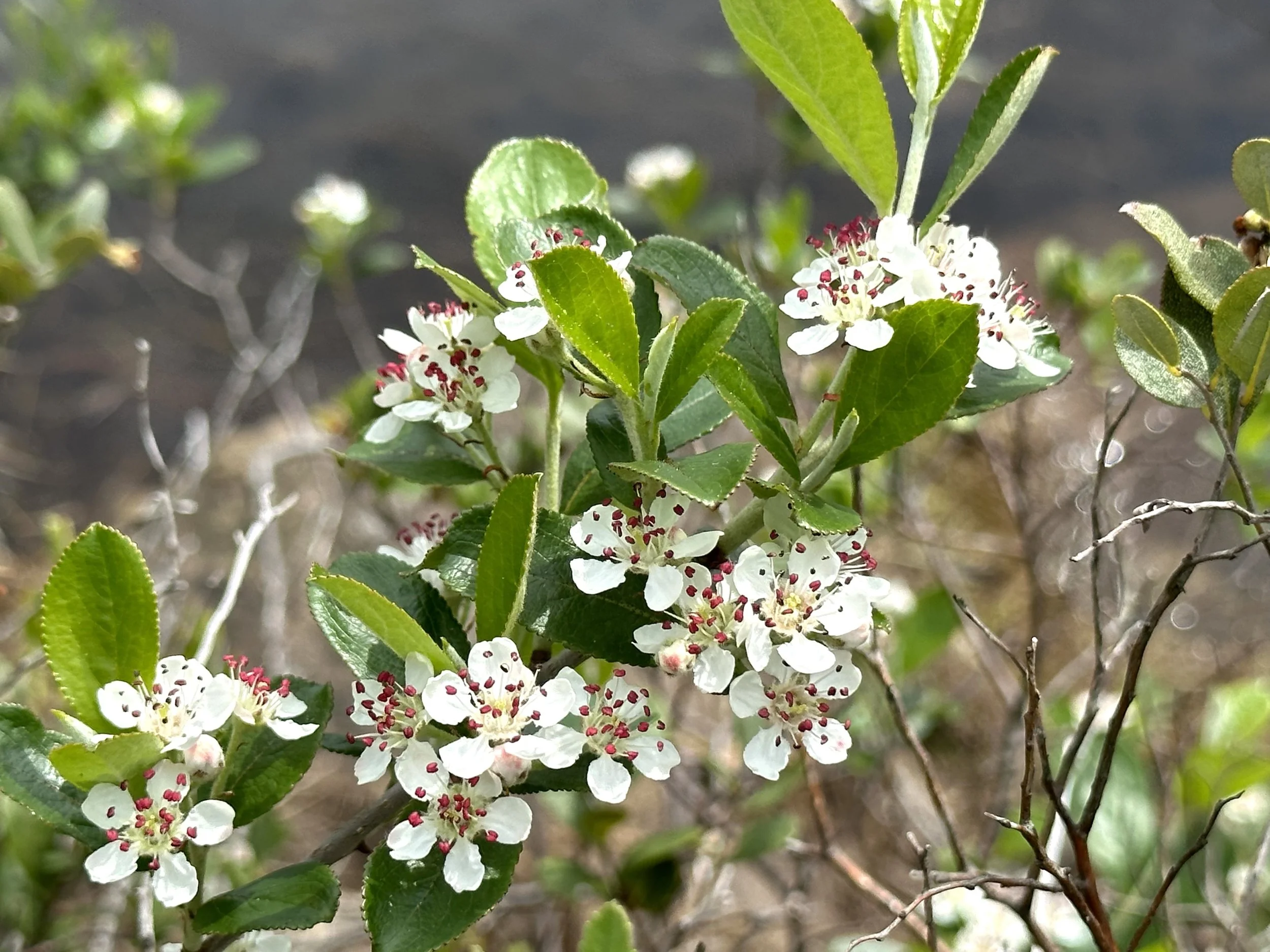 chokeberry, Beaver Pond, Shea Heights