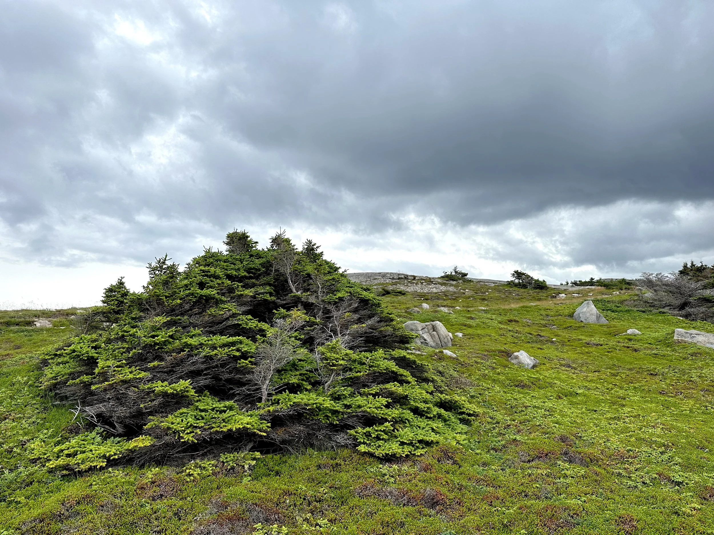 coastal barrens, Flatrock