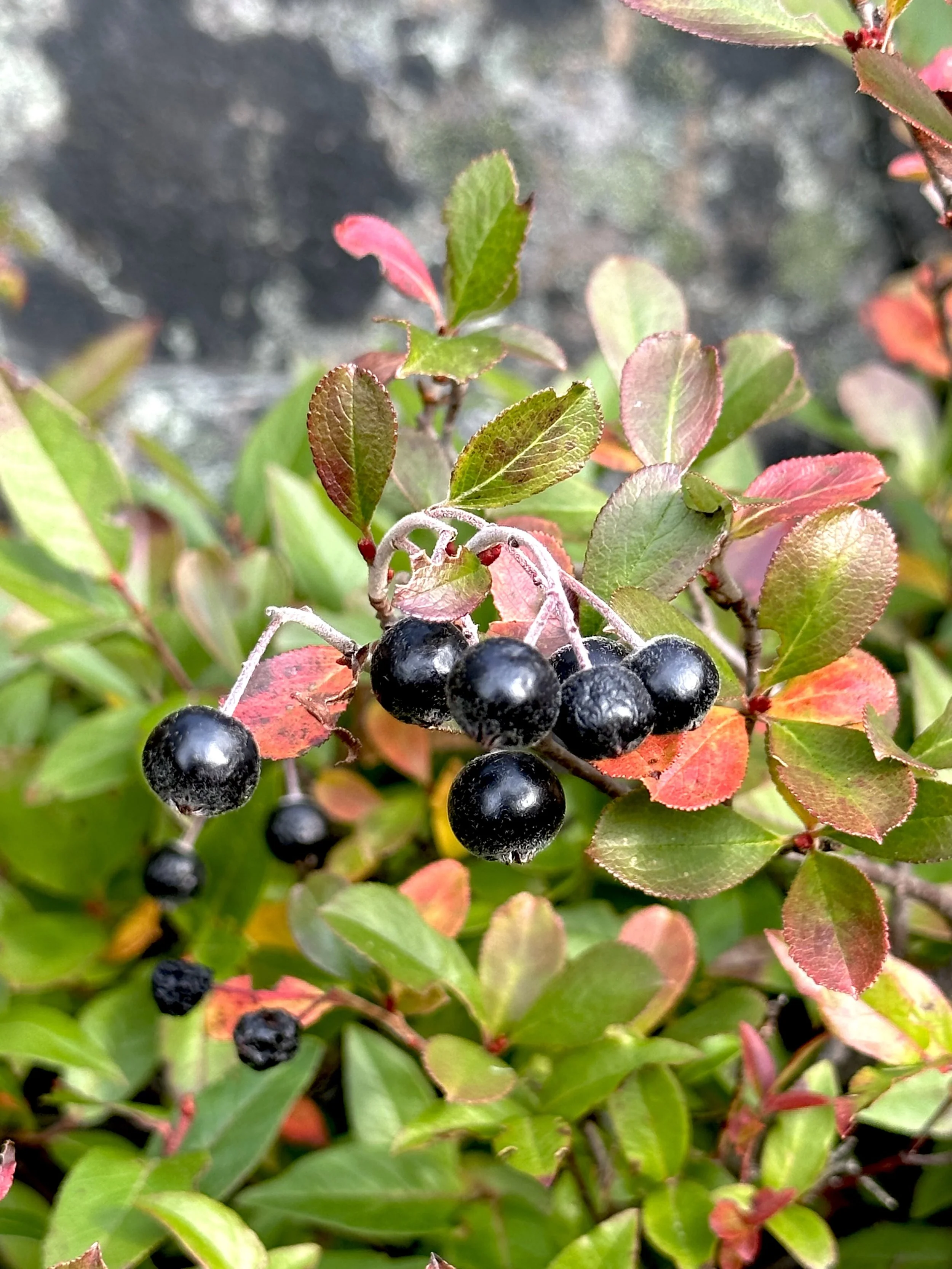 chokeberry