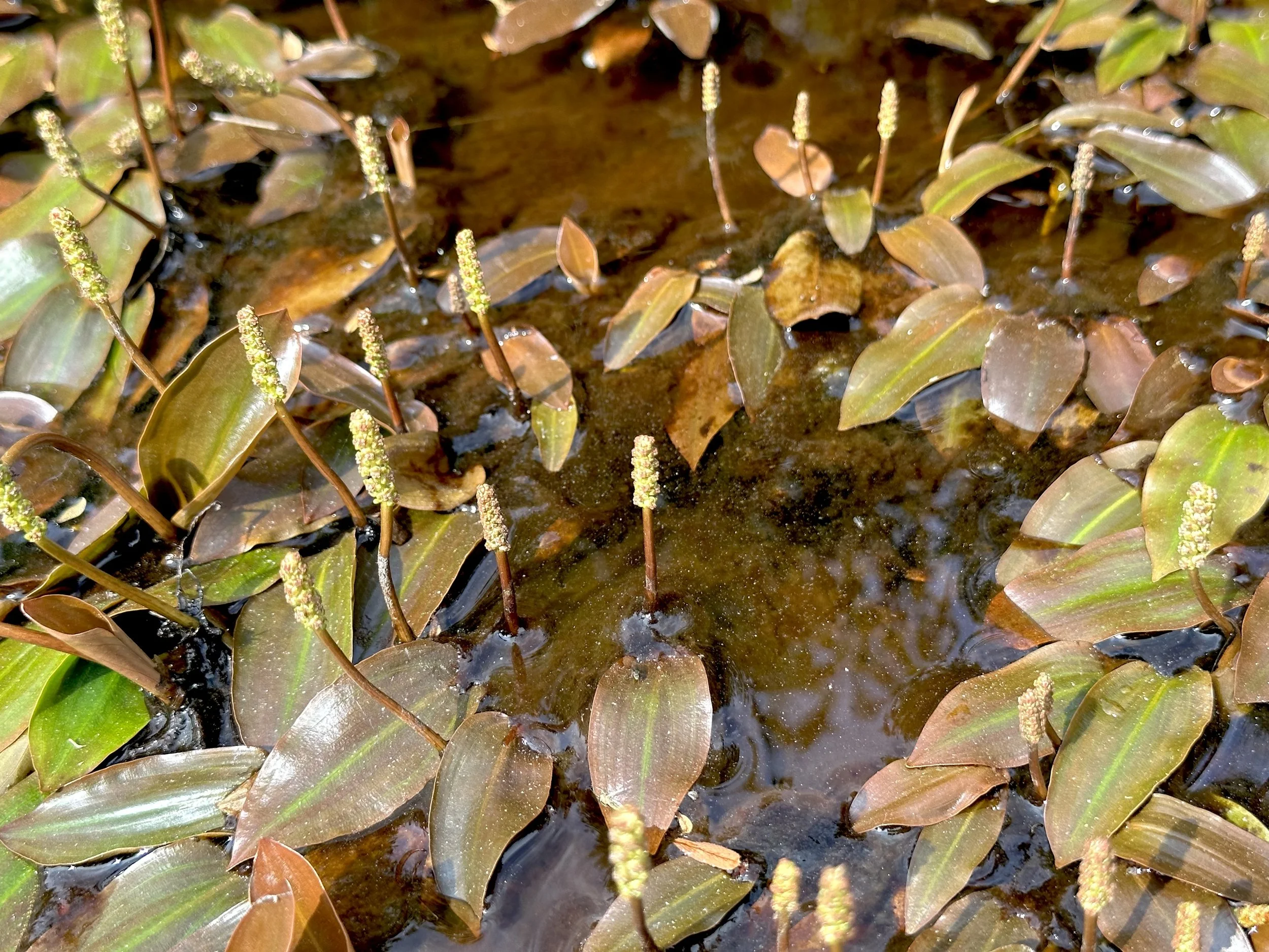 pondweed