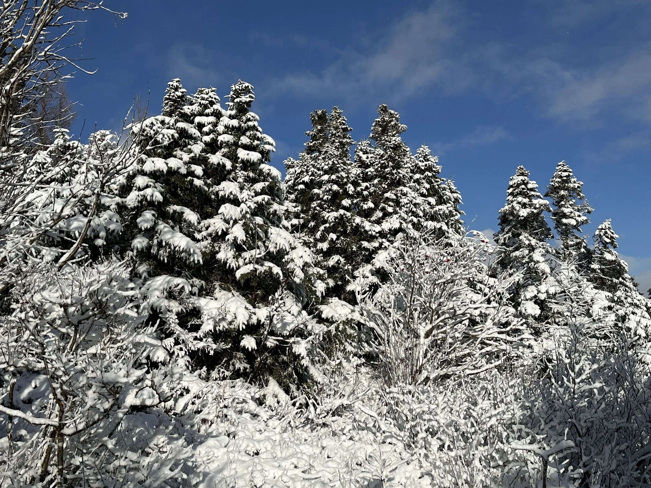 a late November snowfall, Three Pond Barrens