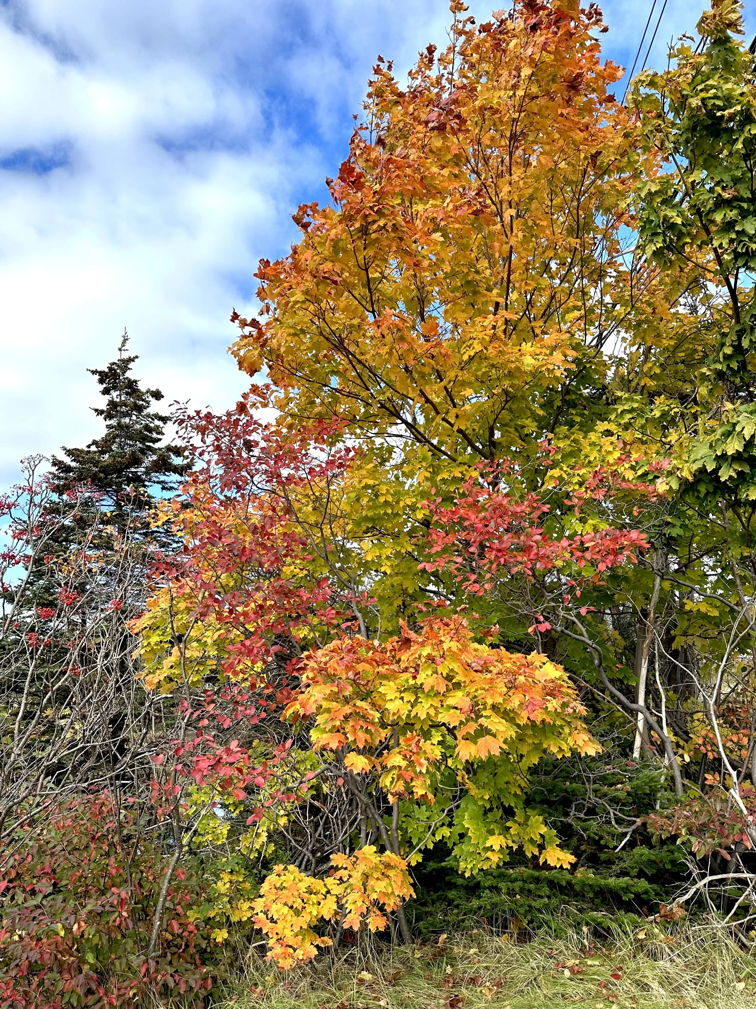autumn leaves, Higgins Line