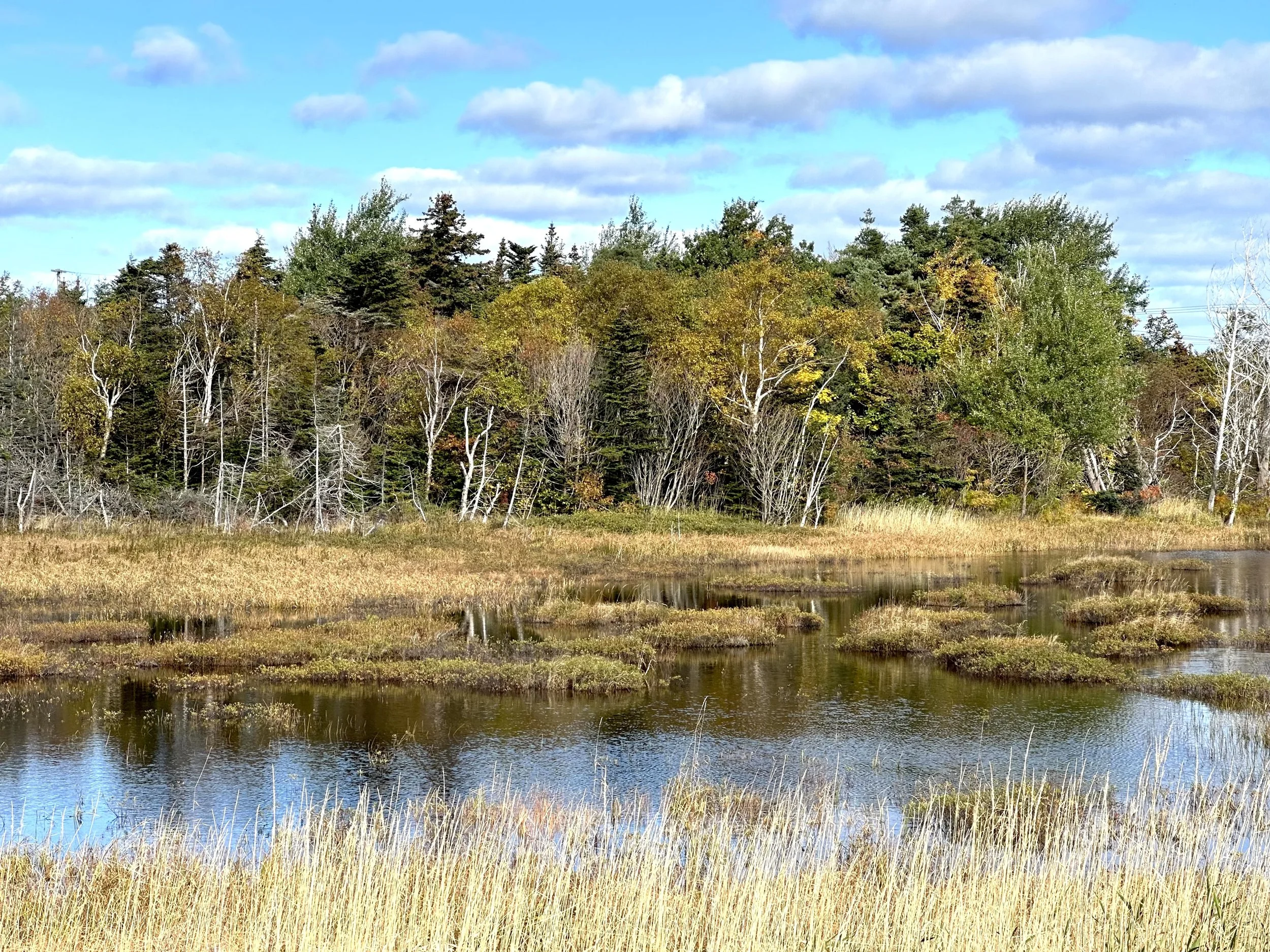 wetland, Allandale Road
