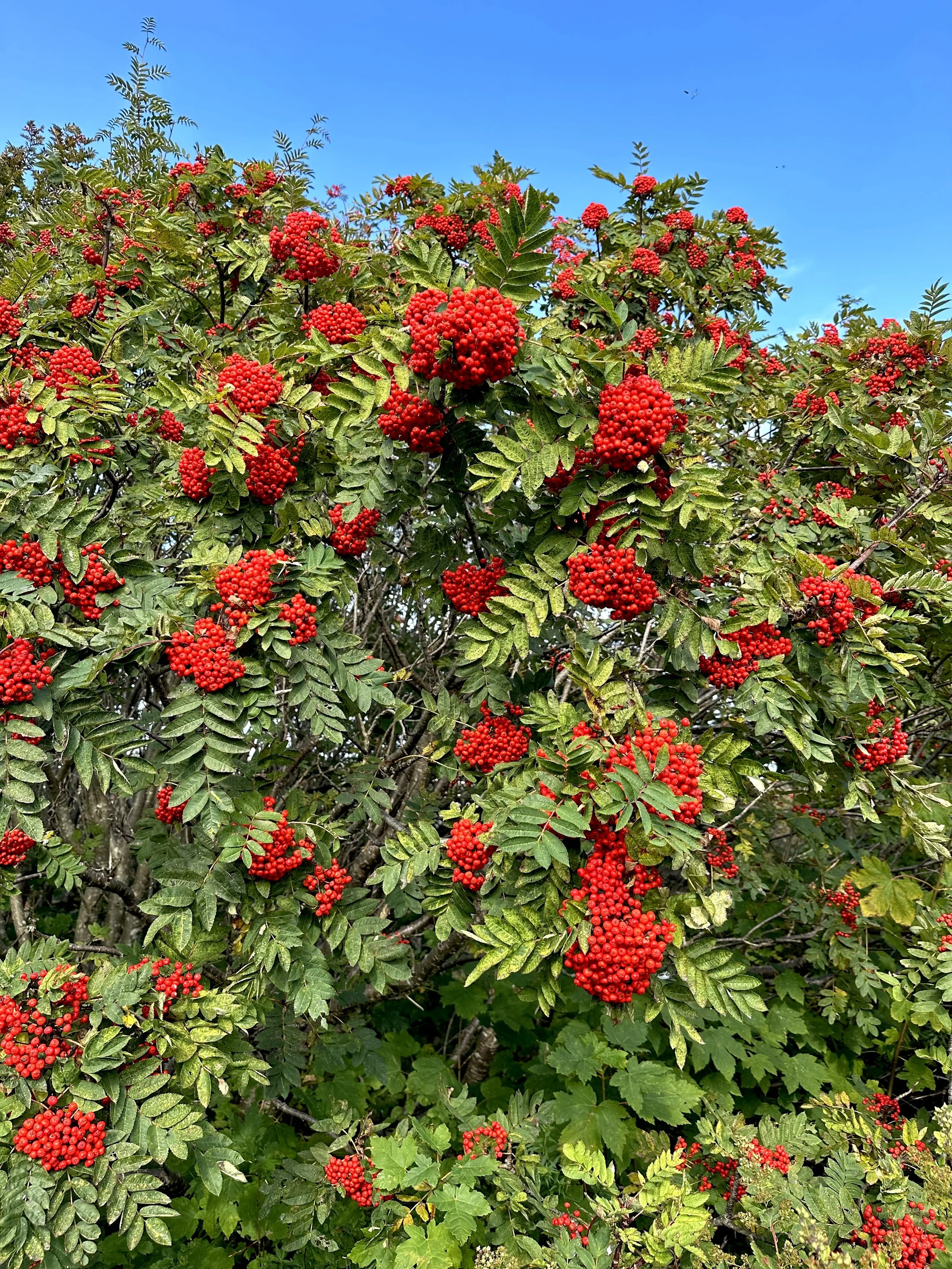 dogberry (mountain ash), Signal Hill