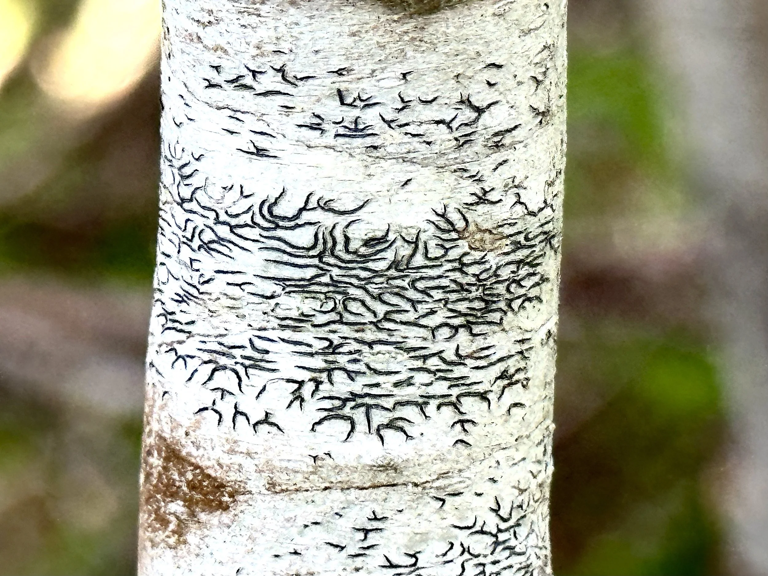 script lichens, Pippy Park