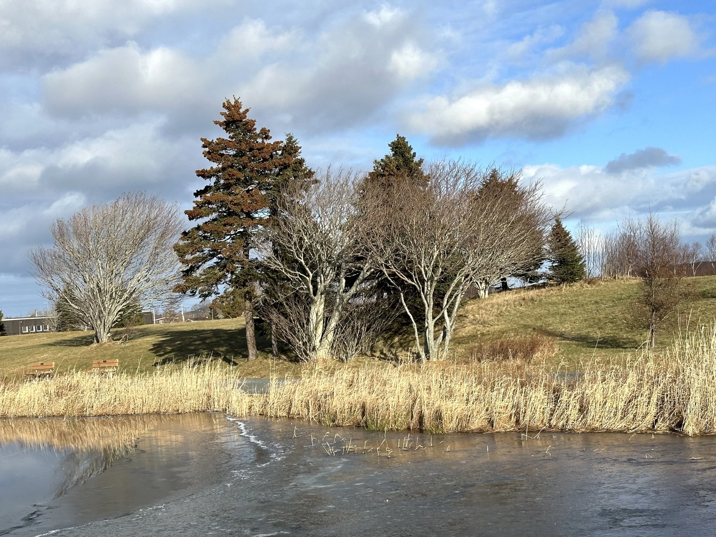 Kenny's Pond, late December