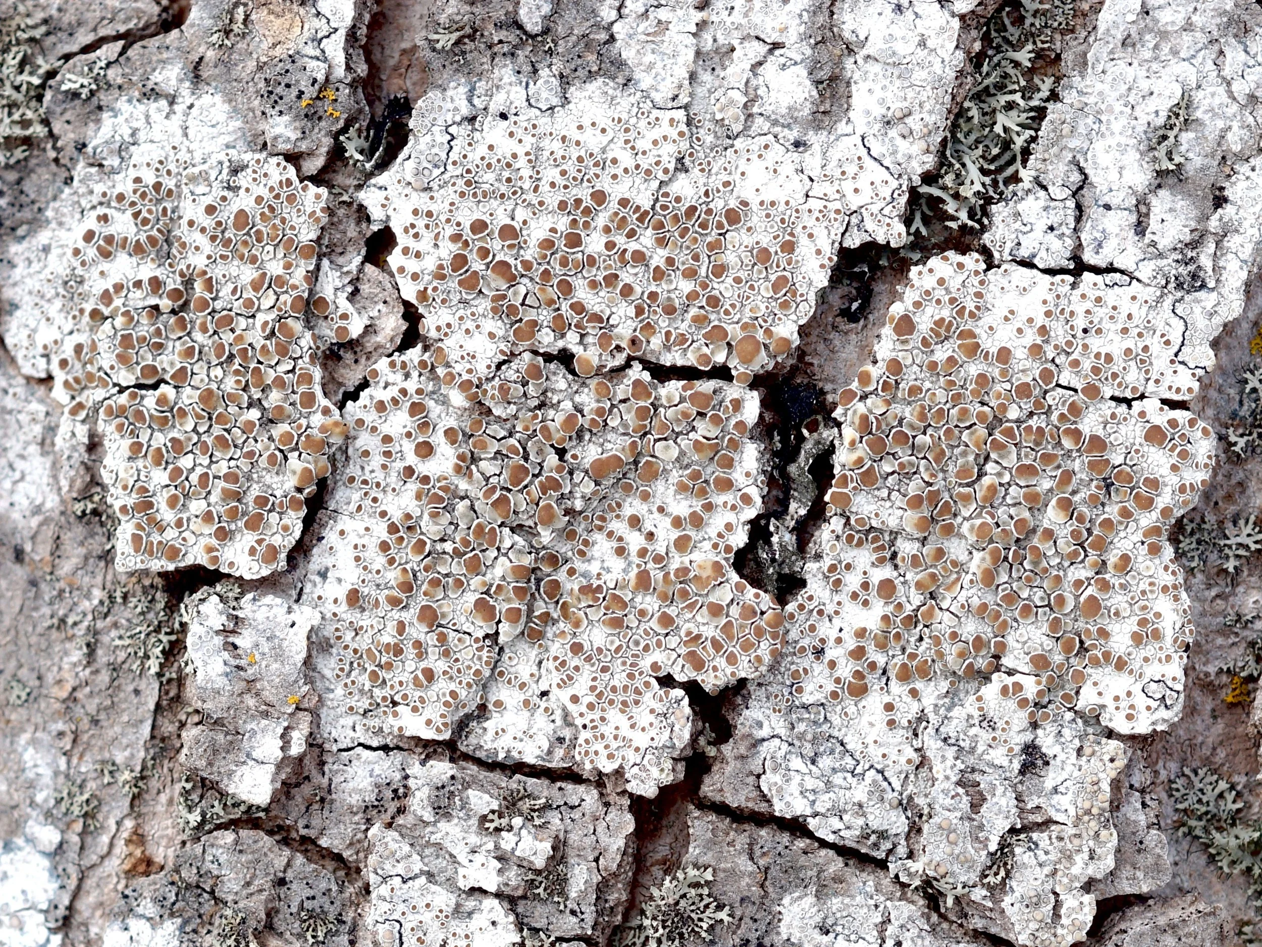 crusty tree lichens, Bowring Park