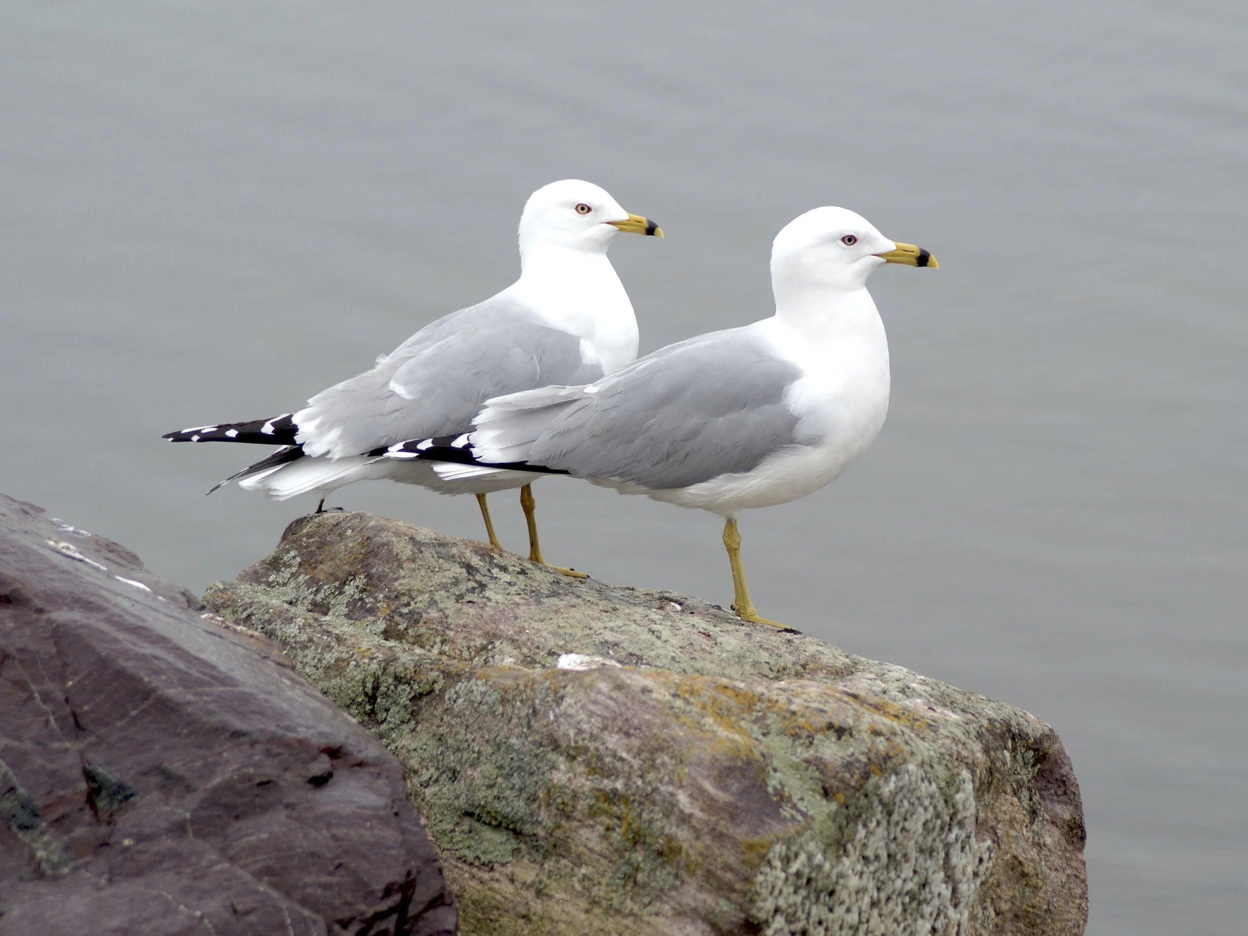 gulls, Kenny's Pond