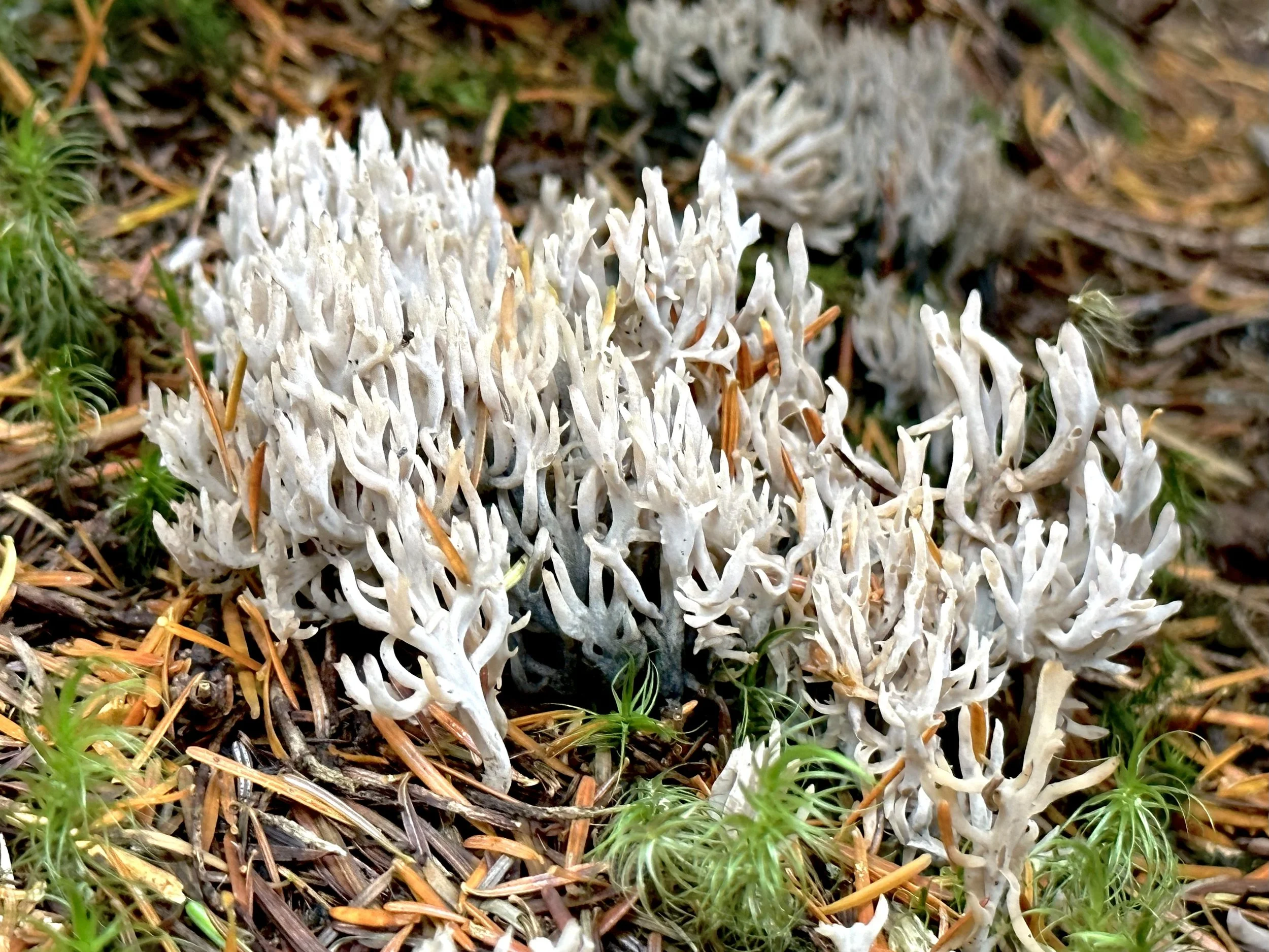 fungus, Pippy Park