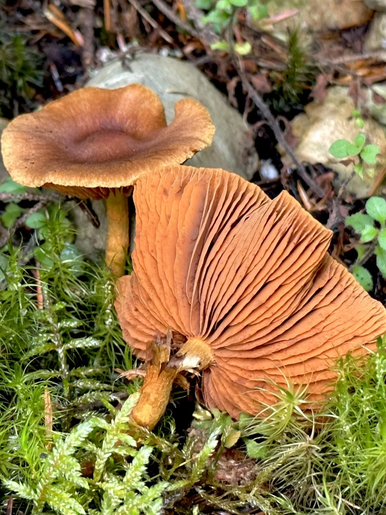 mushrooms, Pippy Park