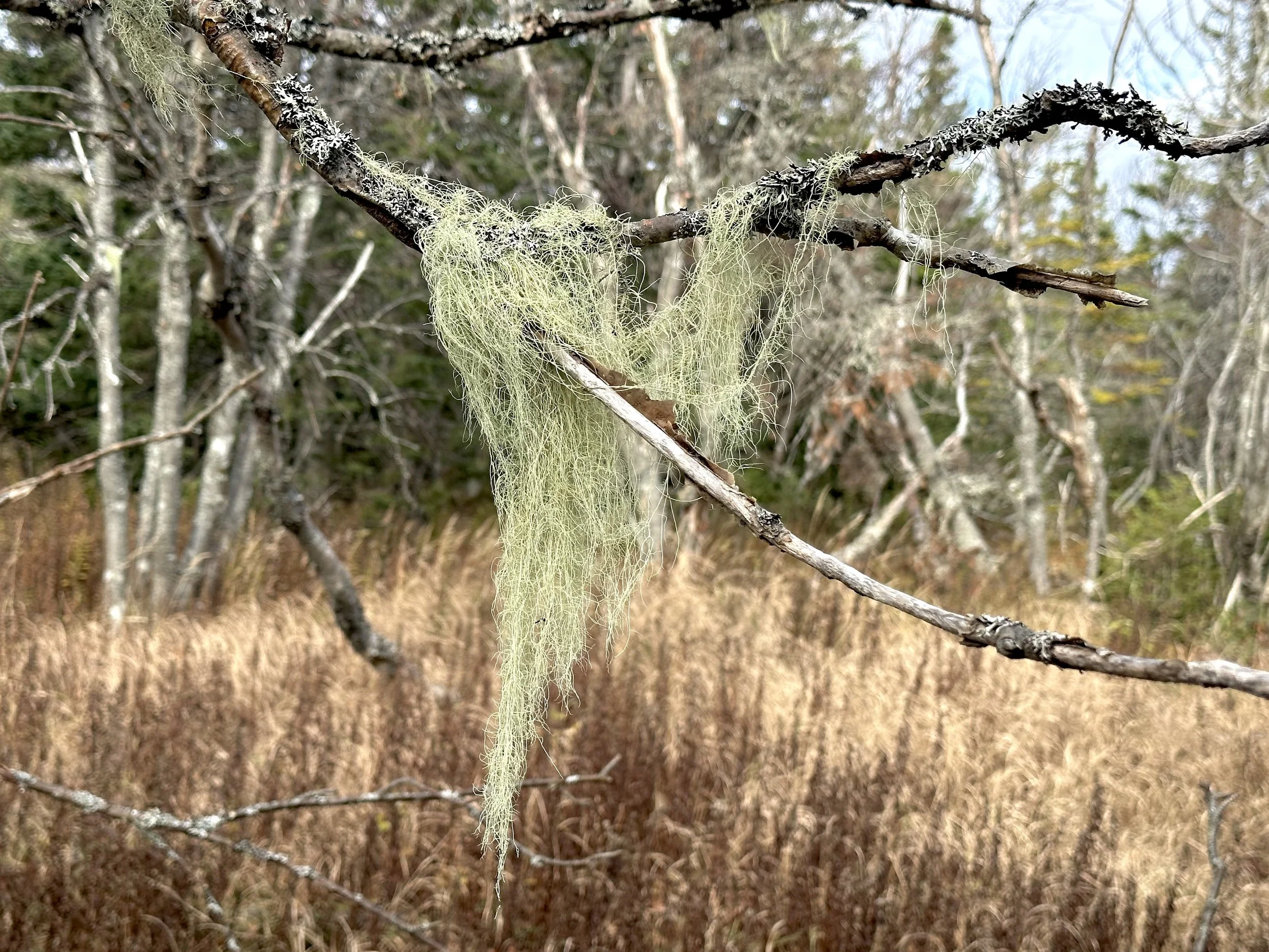 beard lichen, Three Pond Barrens