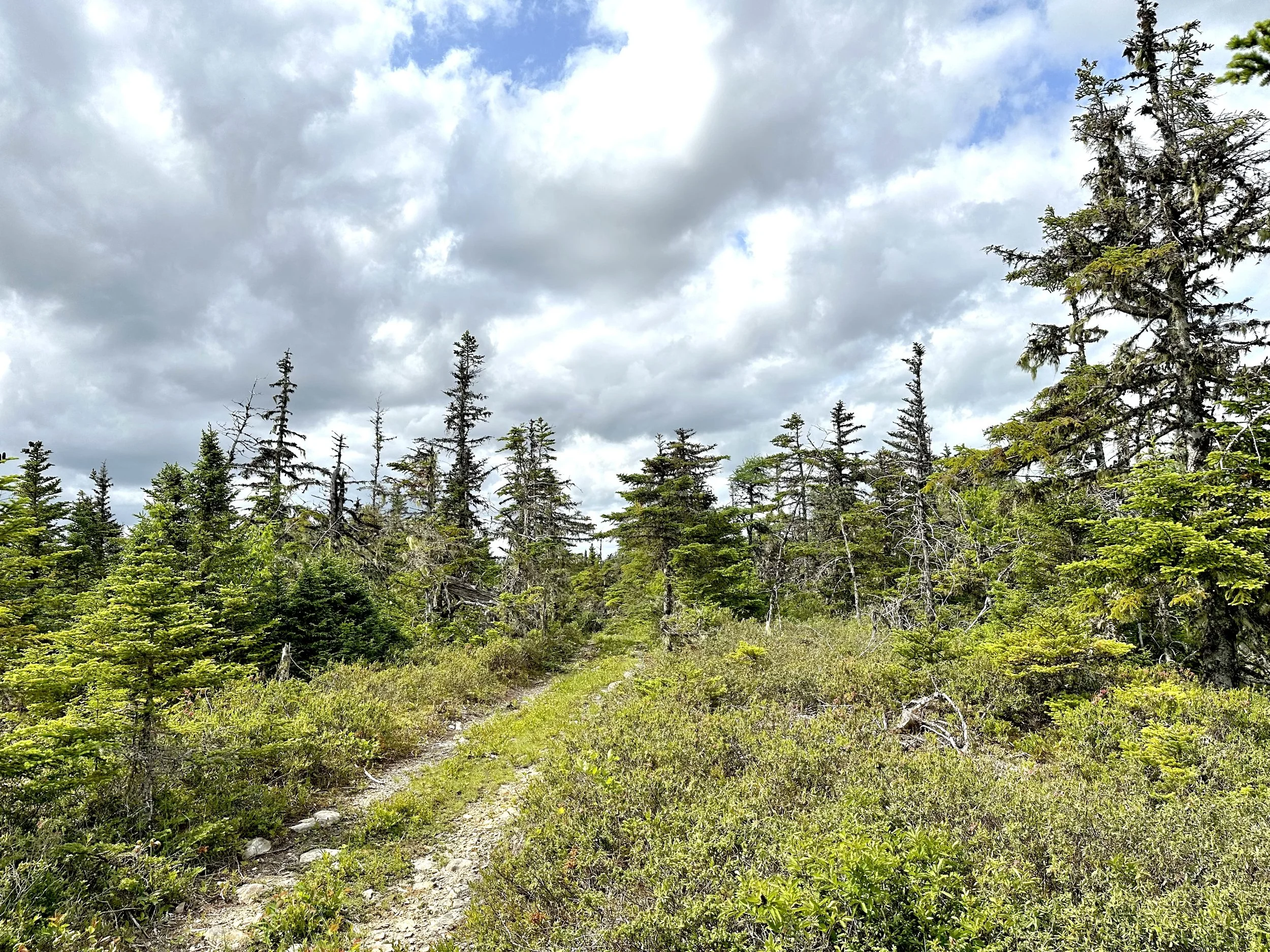 a summer hike, off the Hodgewater Line