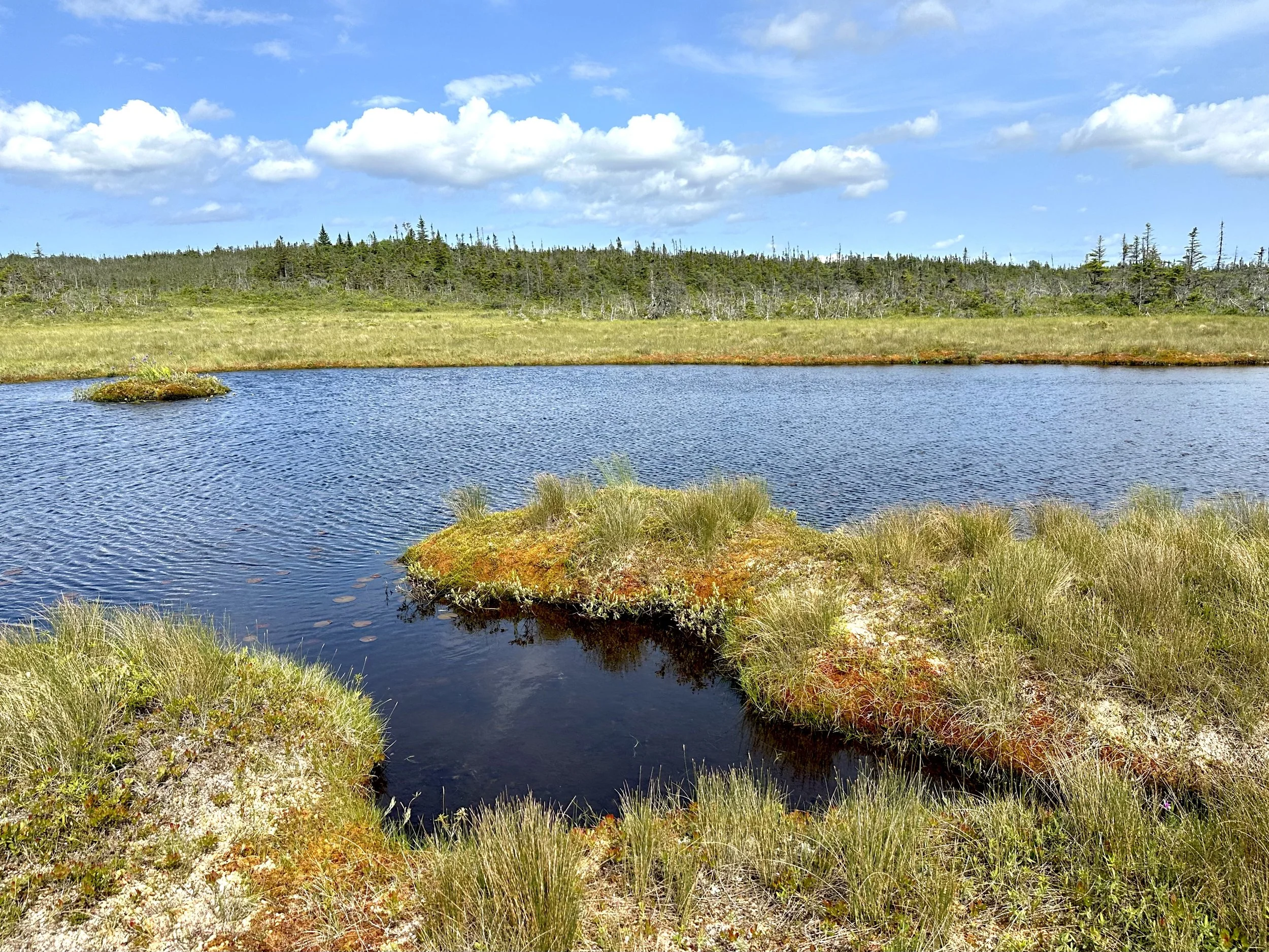 a wetland, off the Hodgewater Line