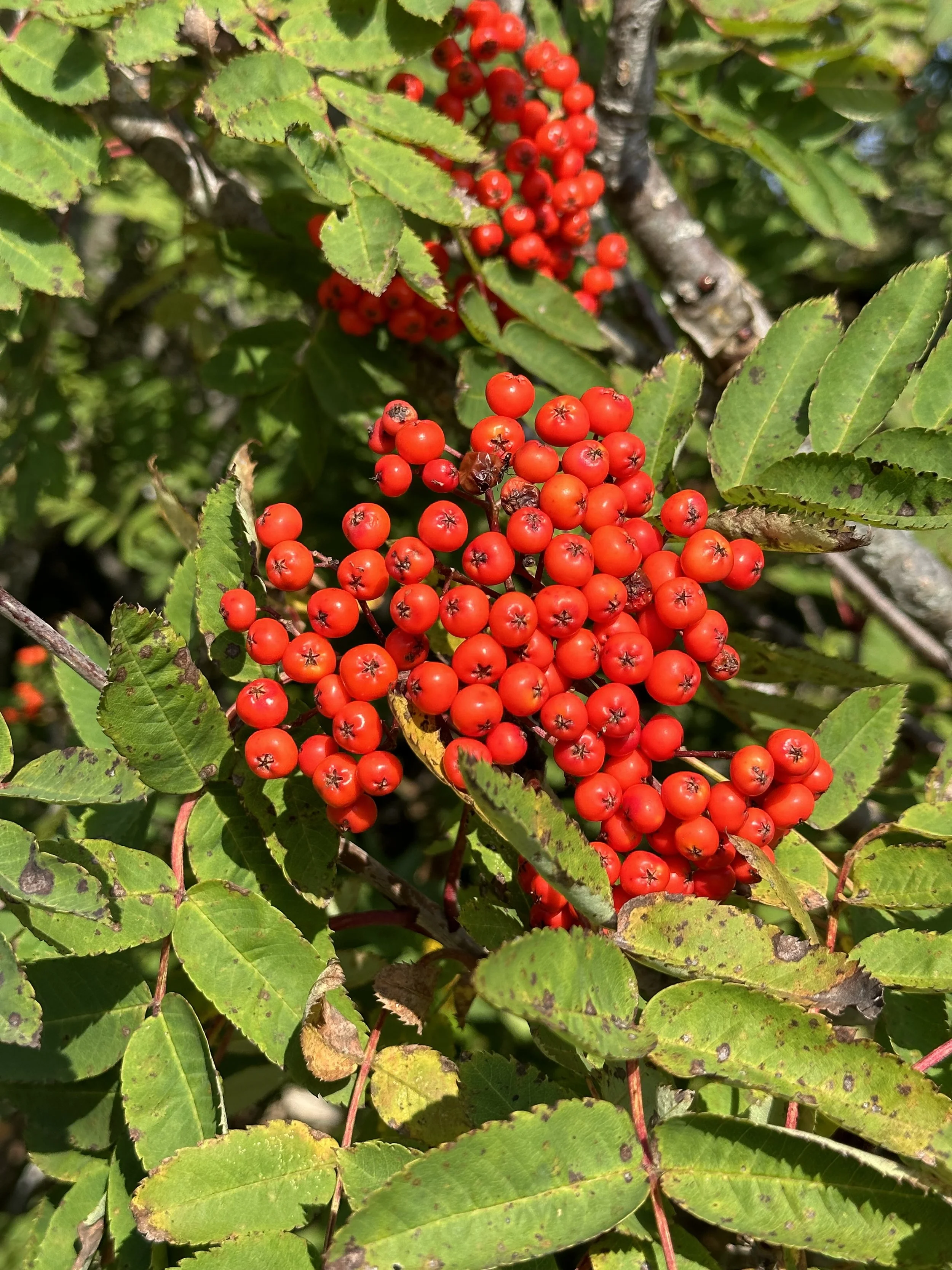 dogberry (mountain ash), Three Pond Barrens