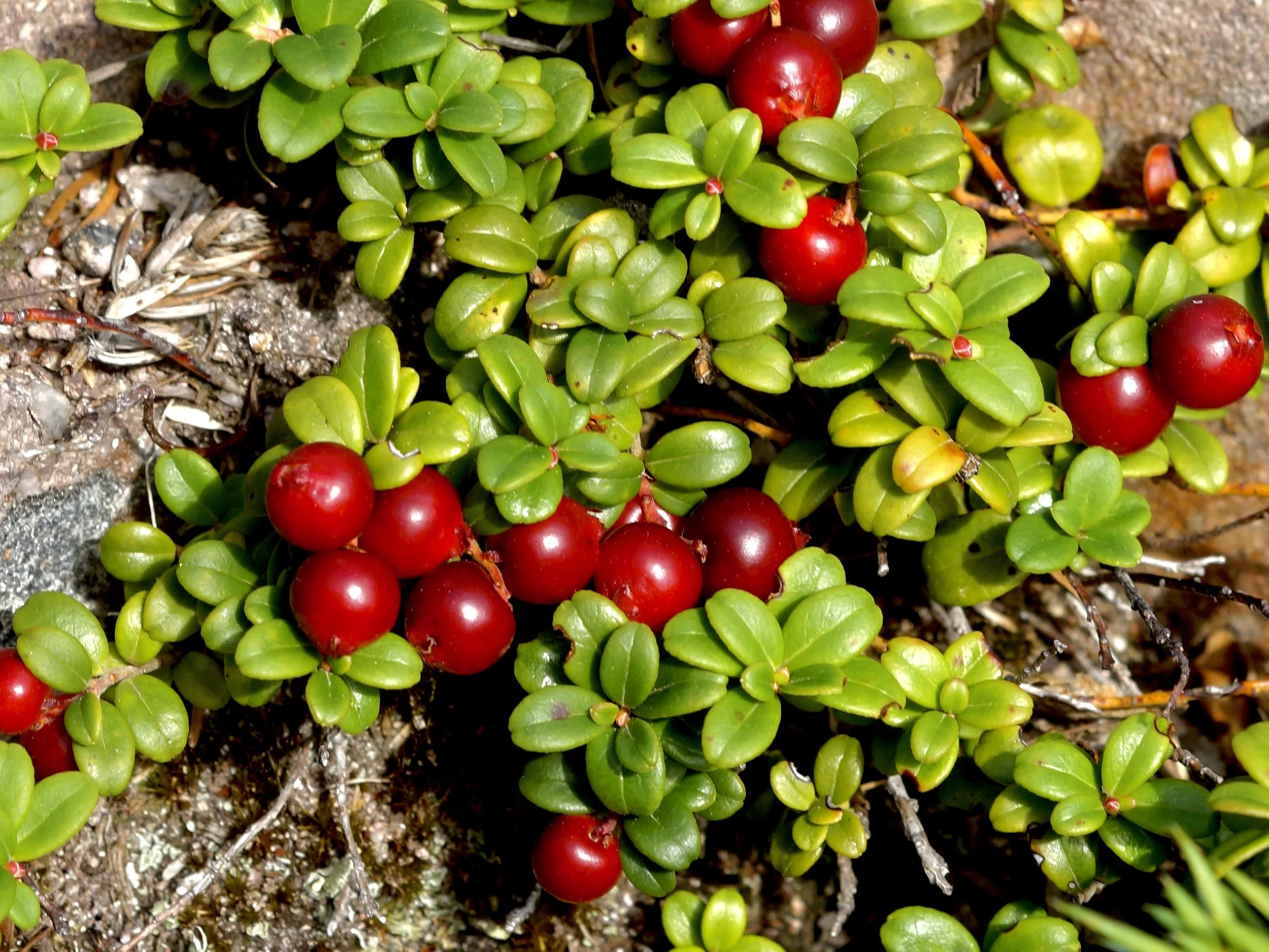 partridgeberry (Saskatoon berry)