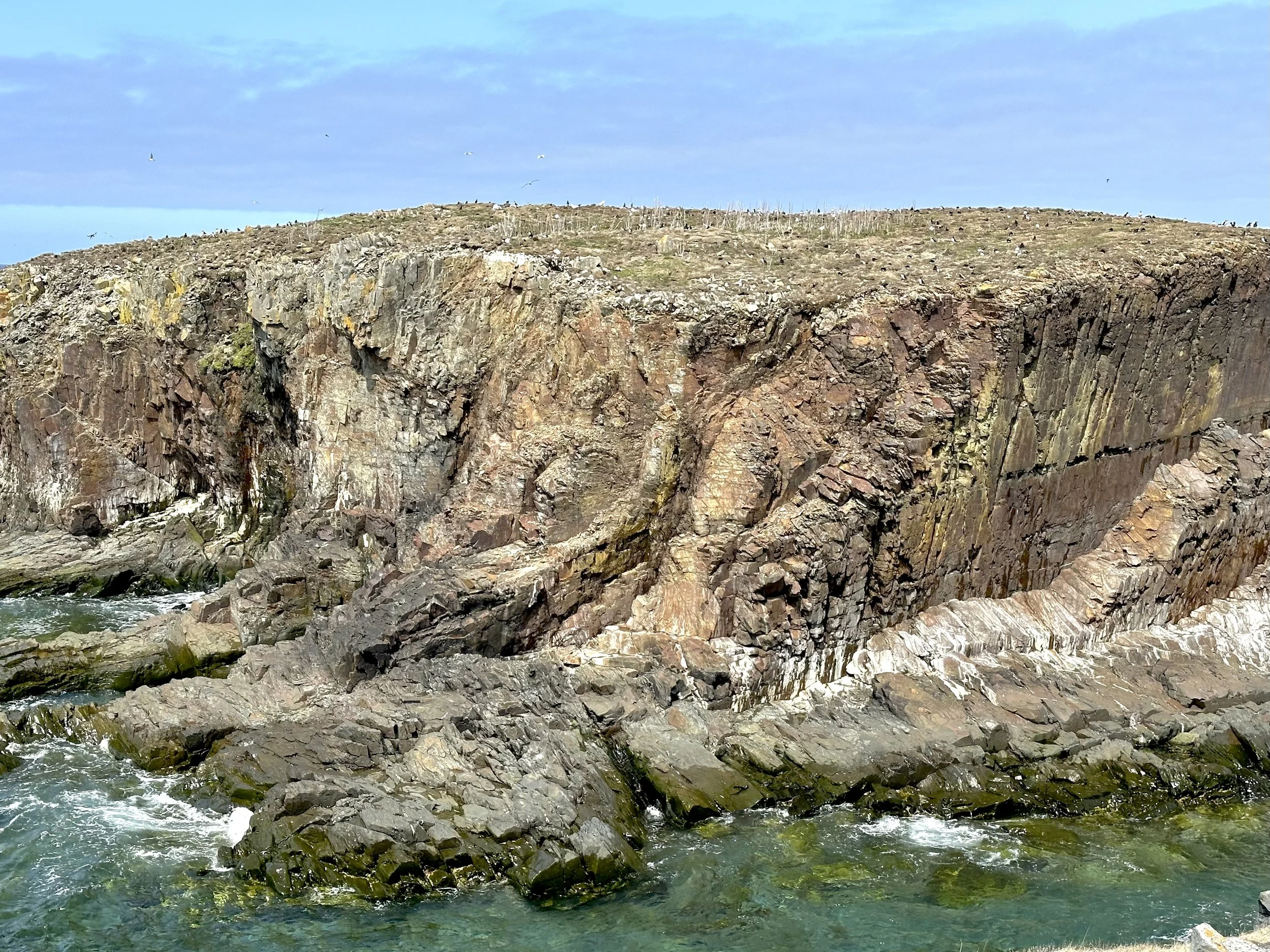 the puffin rocks, Elliston