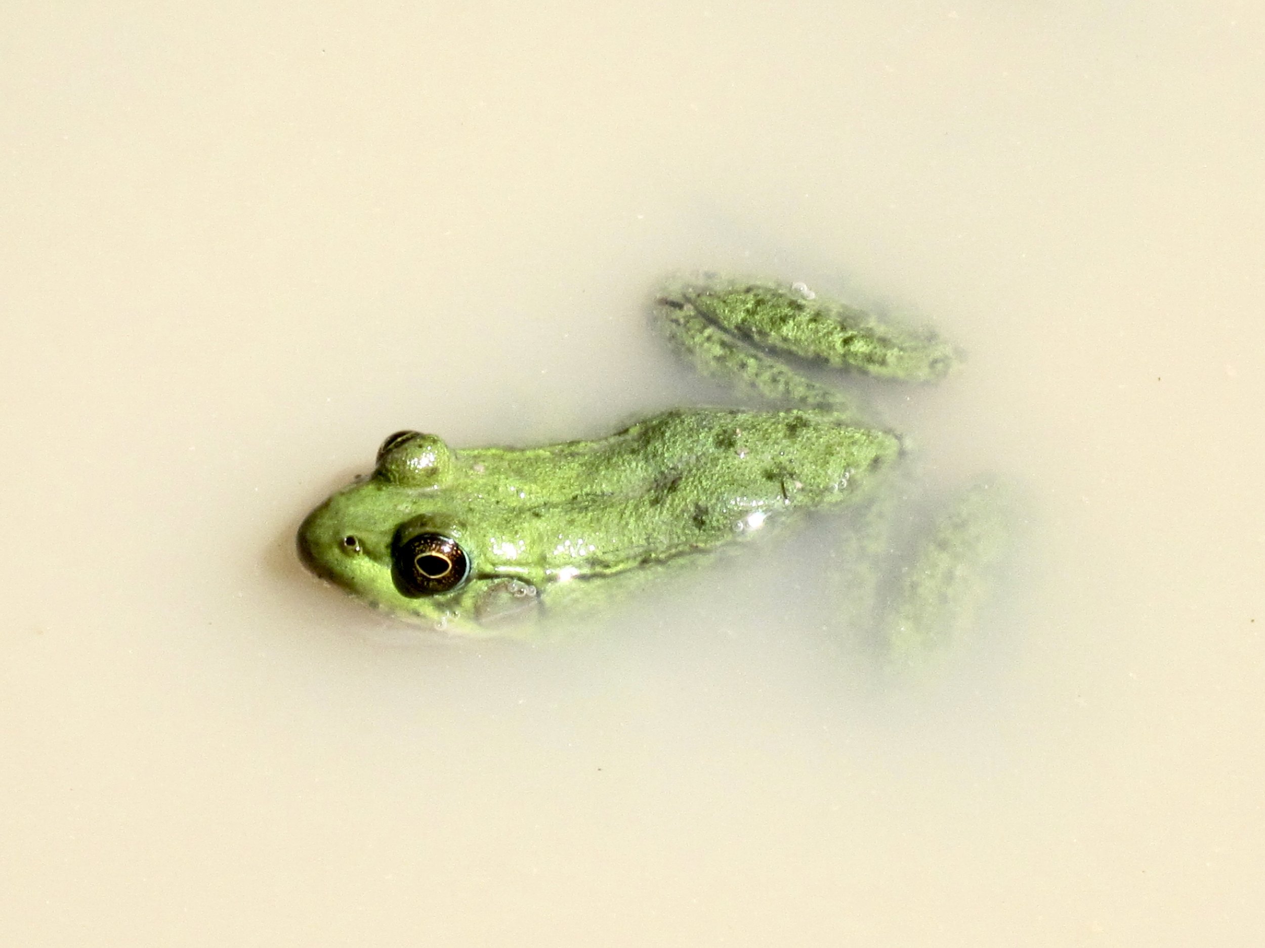 frog in a puddle, Old Petty Harbour Road