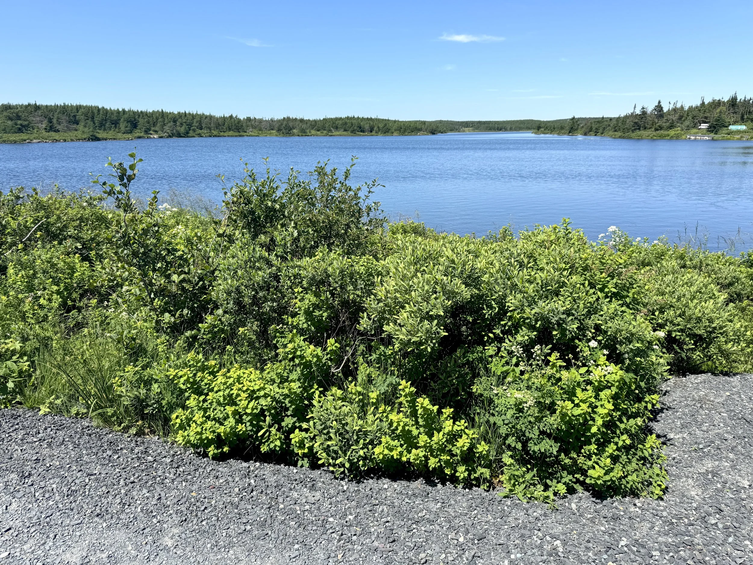 Long Pond Trail, Bay Bulls