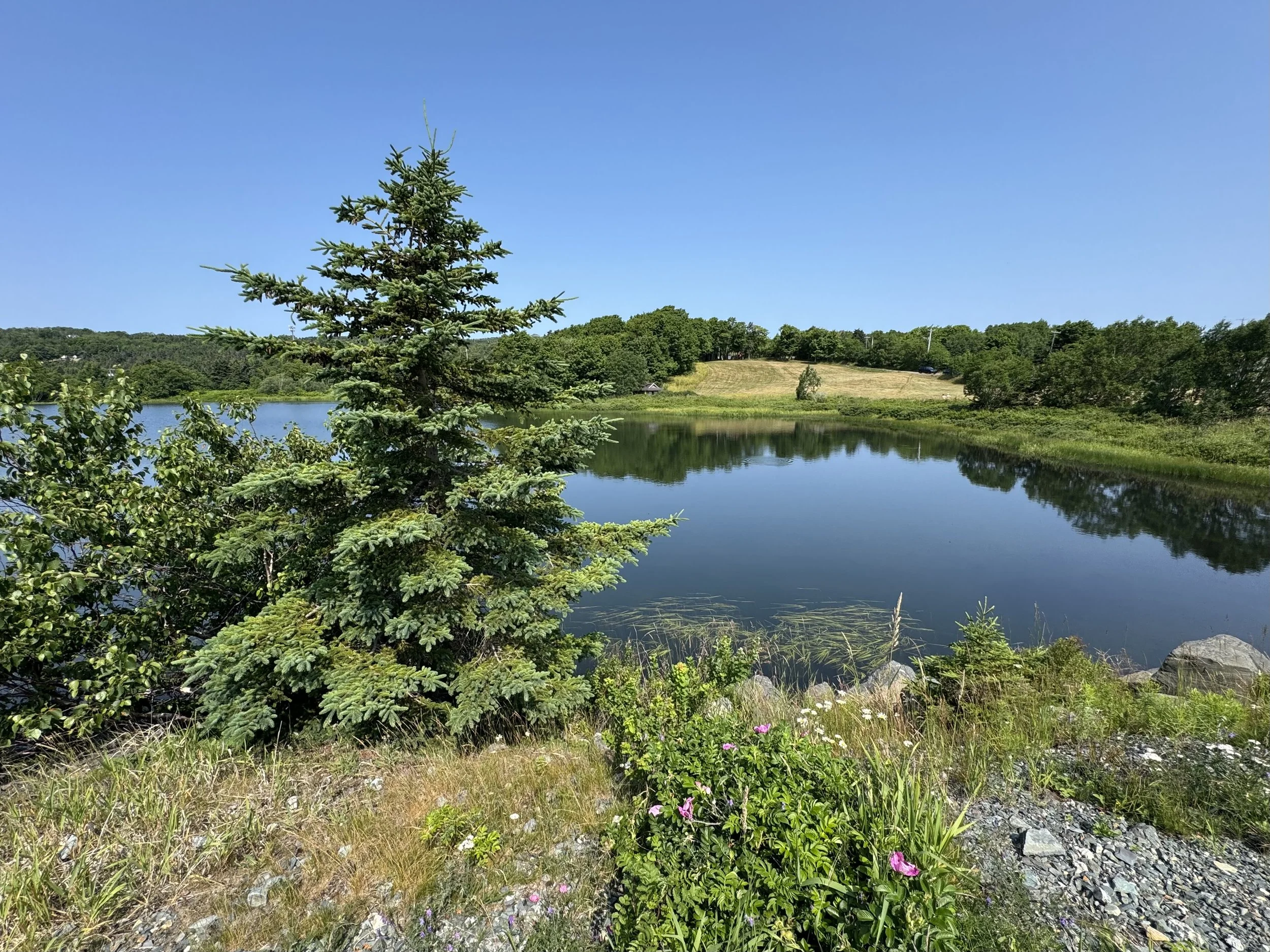 Long Pond, July