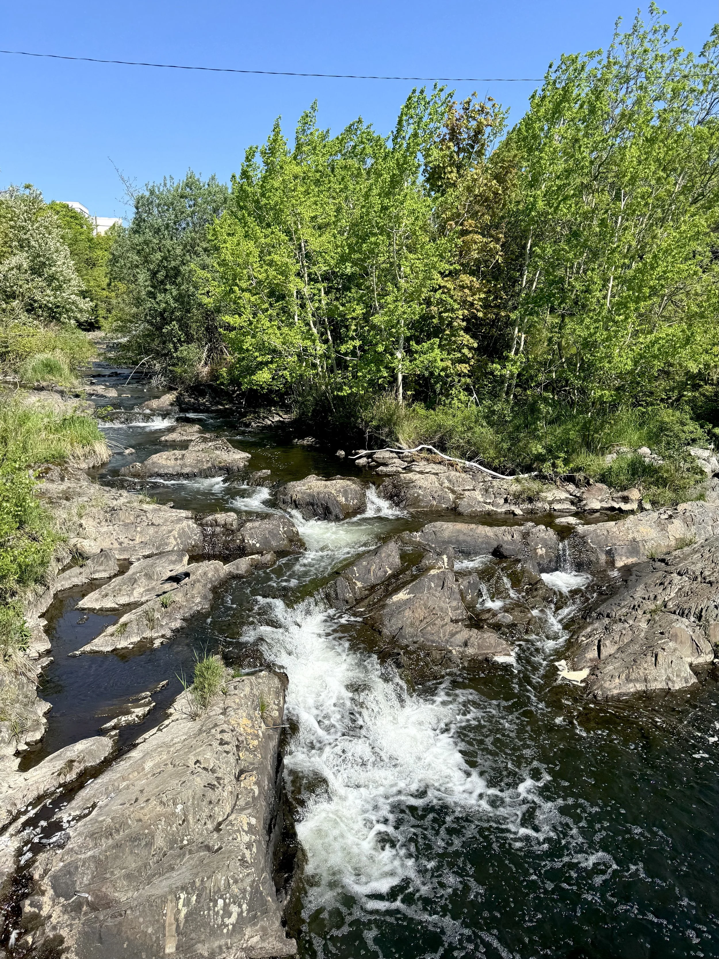 Rennie's River, June
