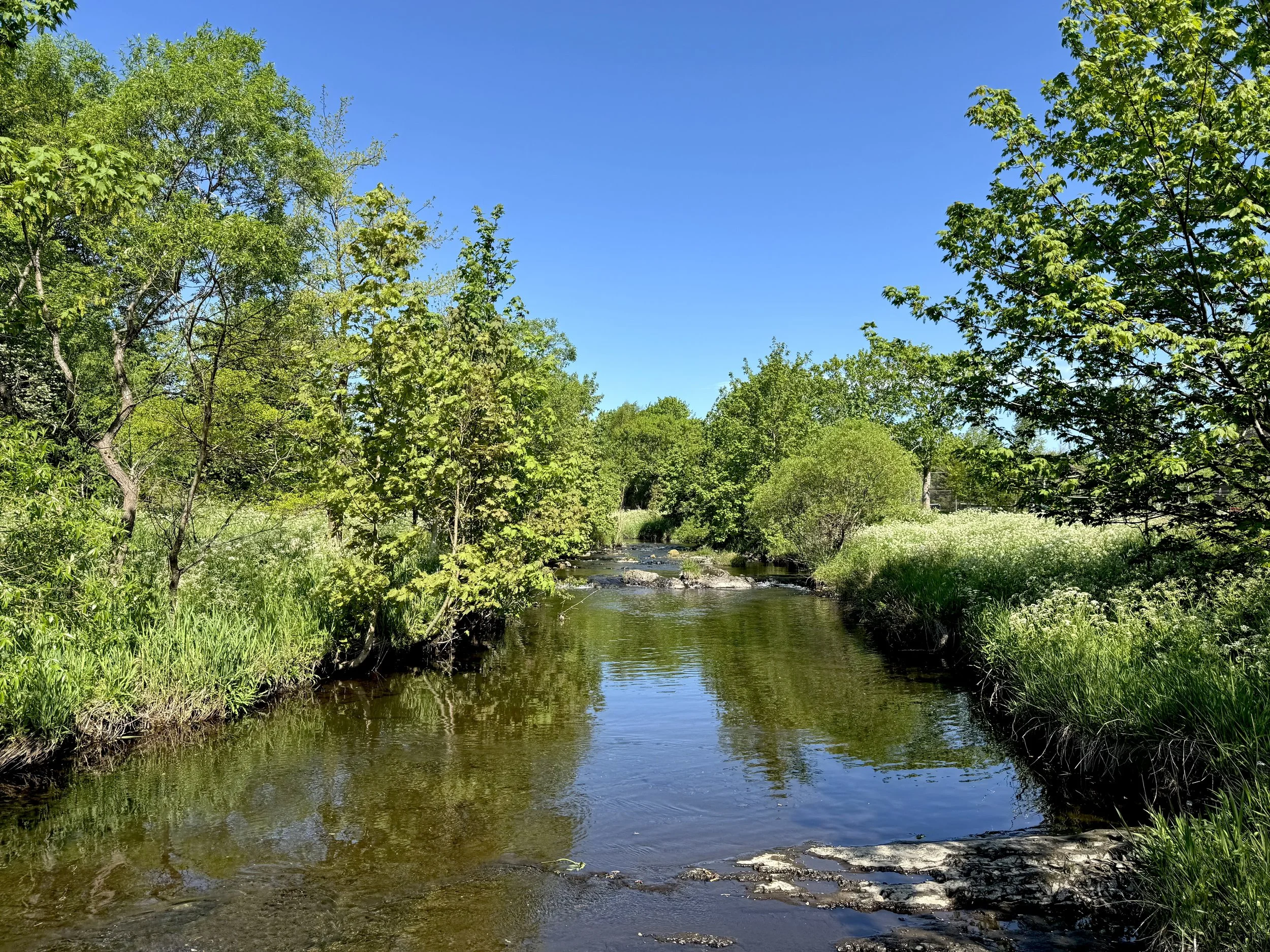Rennie's River, June