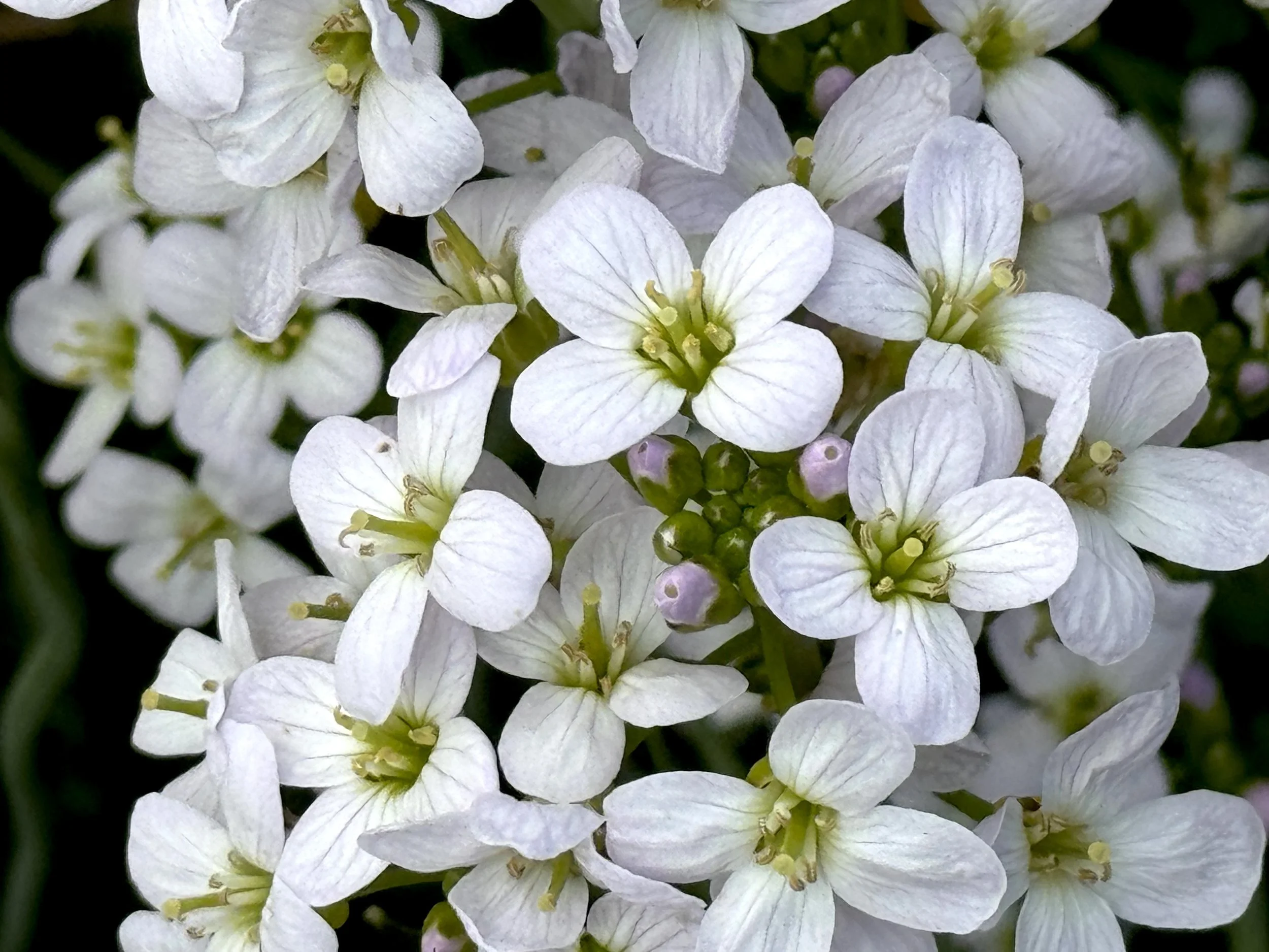 cuckoo flower (meadow cress), Middle Cove