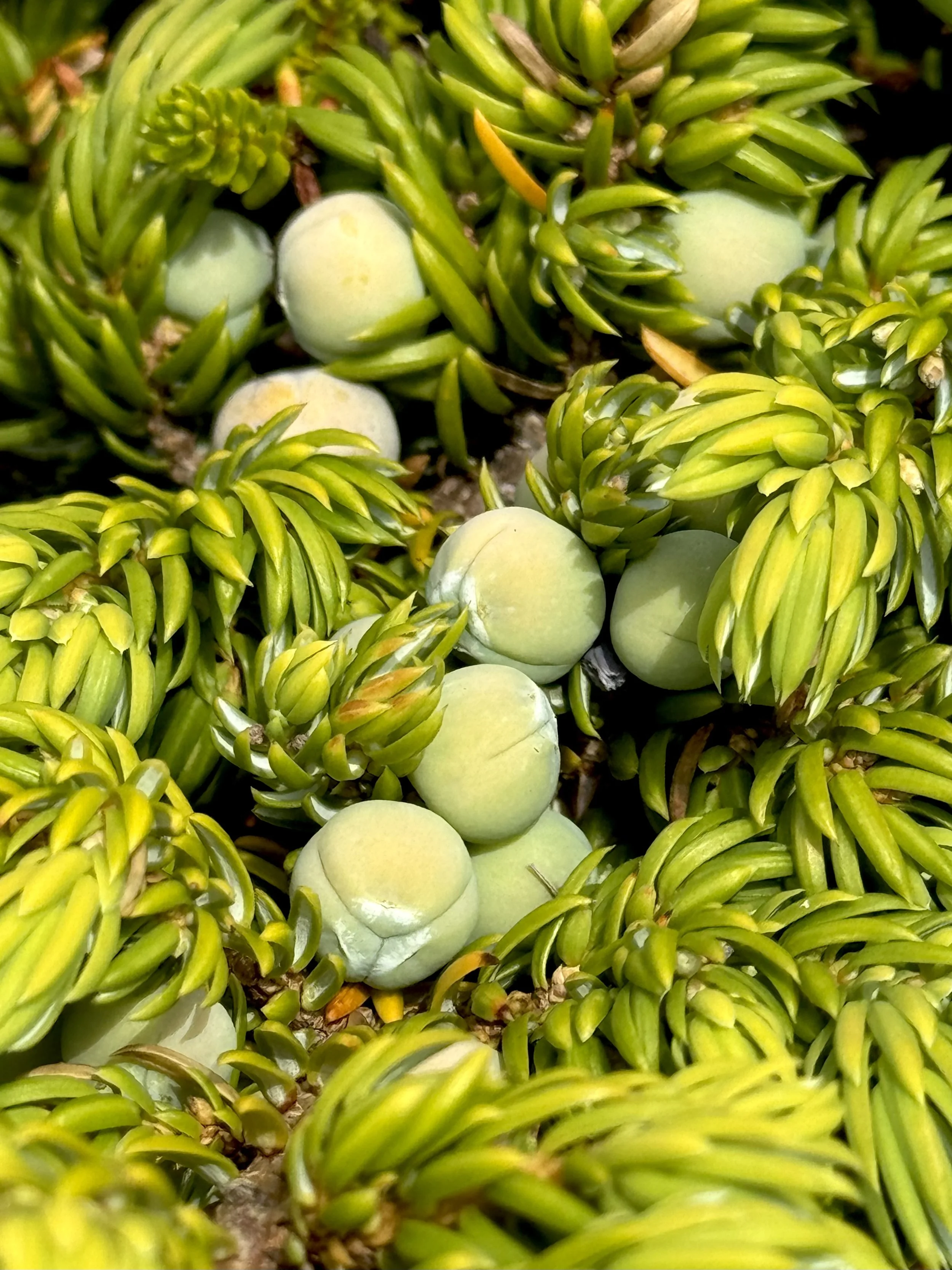 common juniper, Flatrock