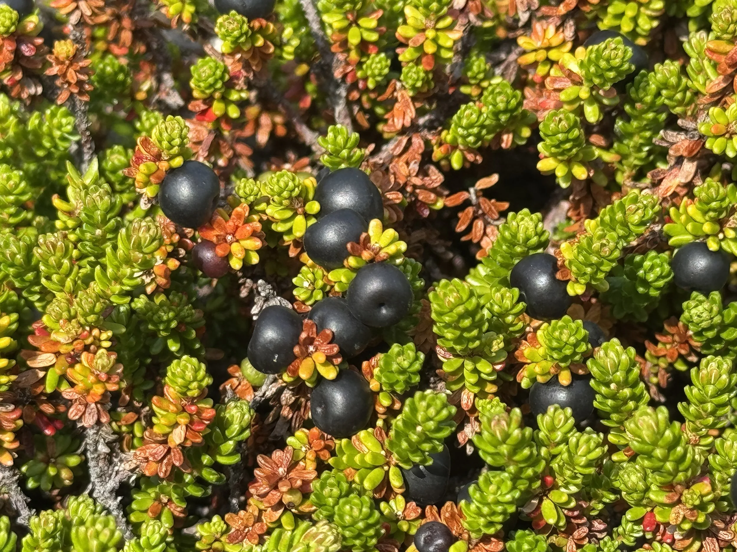 black crowberry, Flatrock