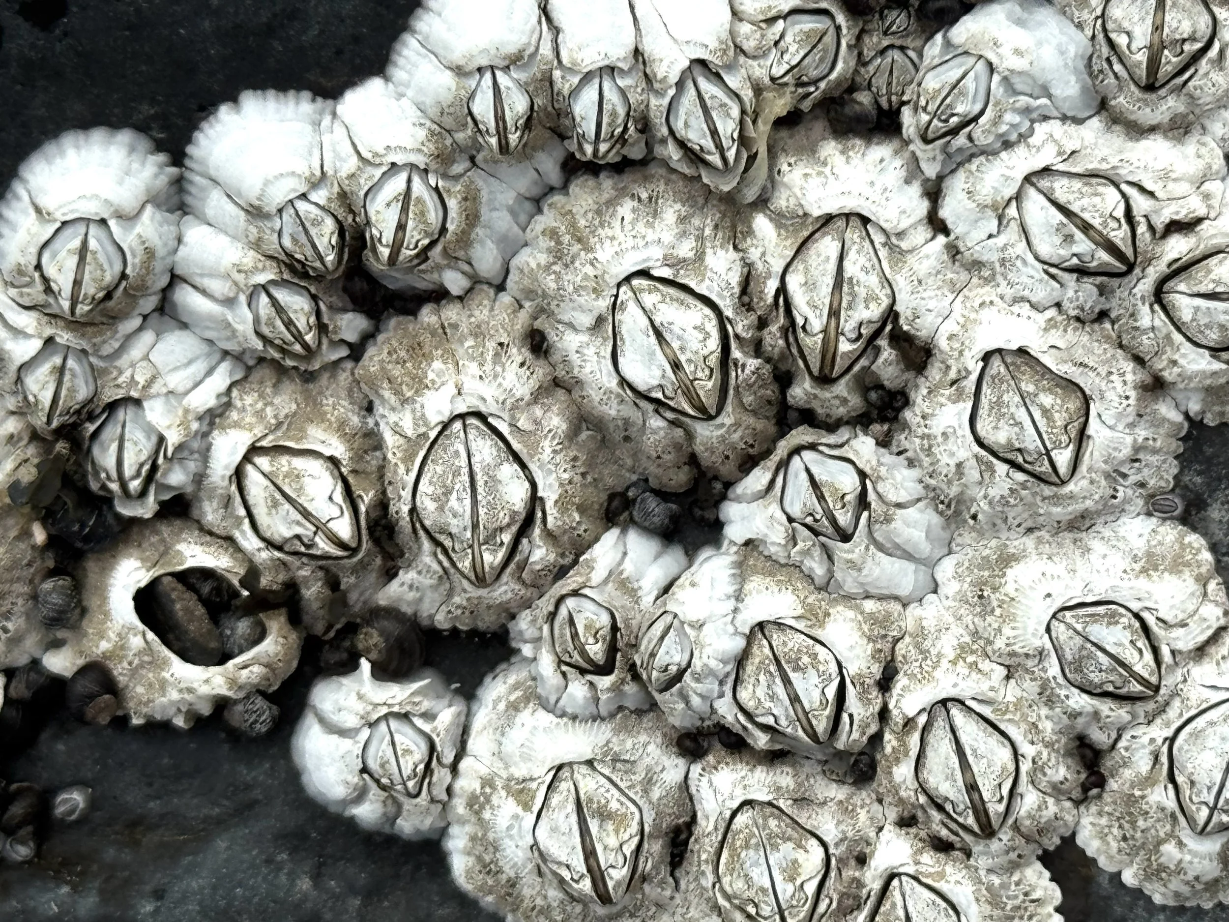 barnacles, Tors Cove