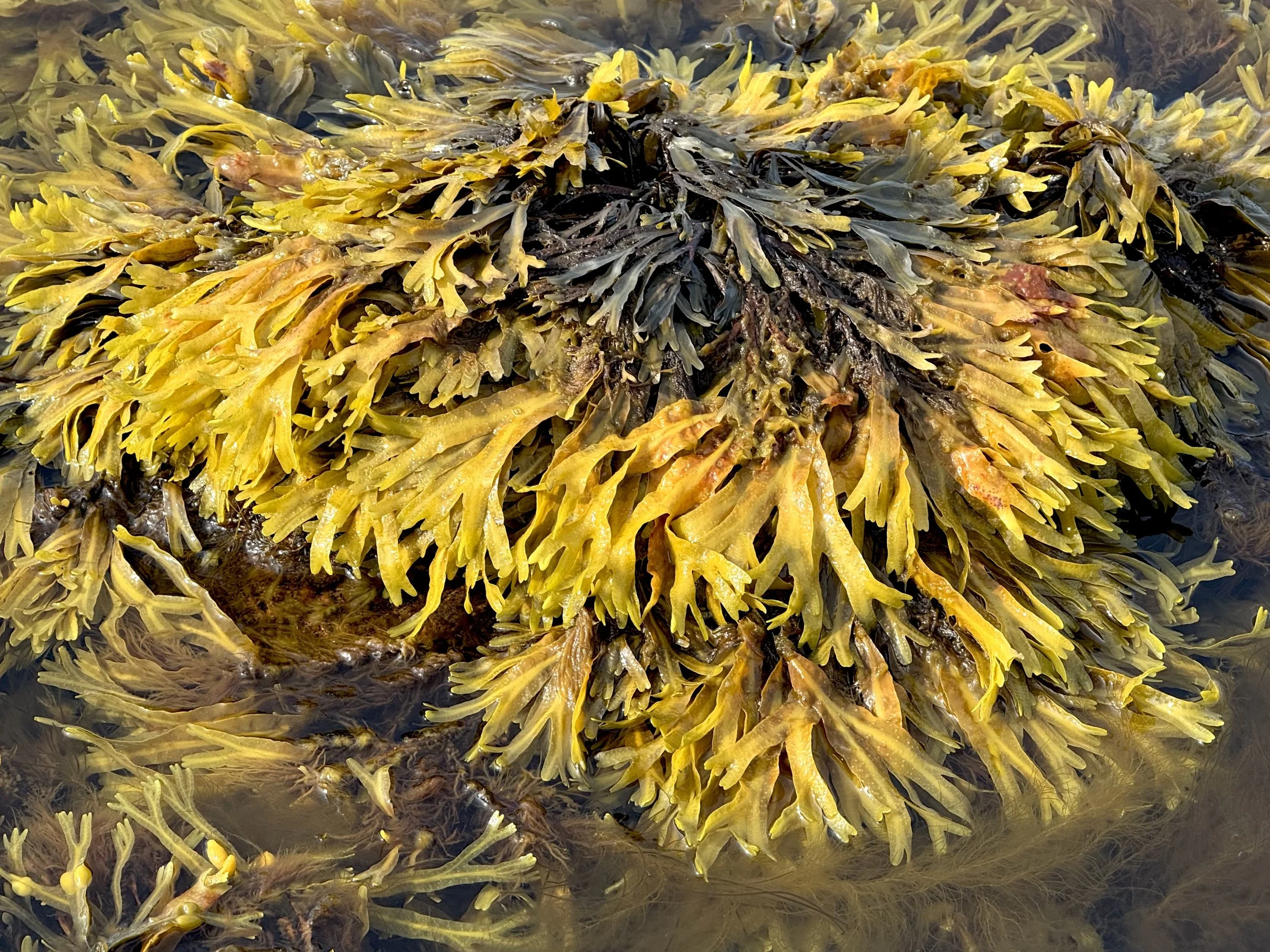 rockweed, Brigus