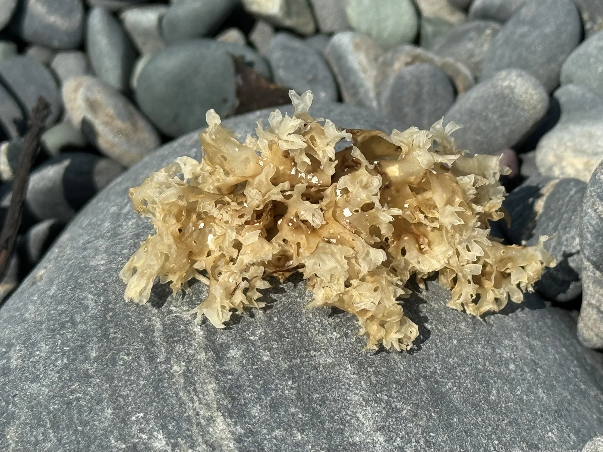 on the beach at Tors Cove