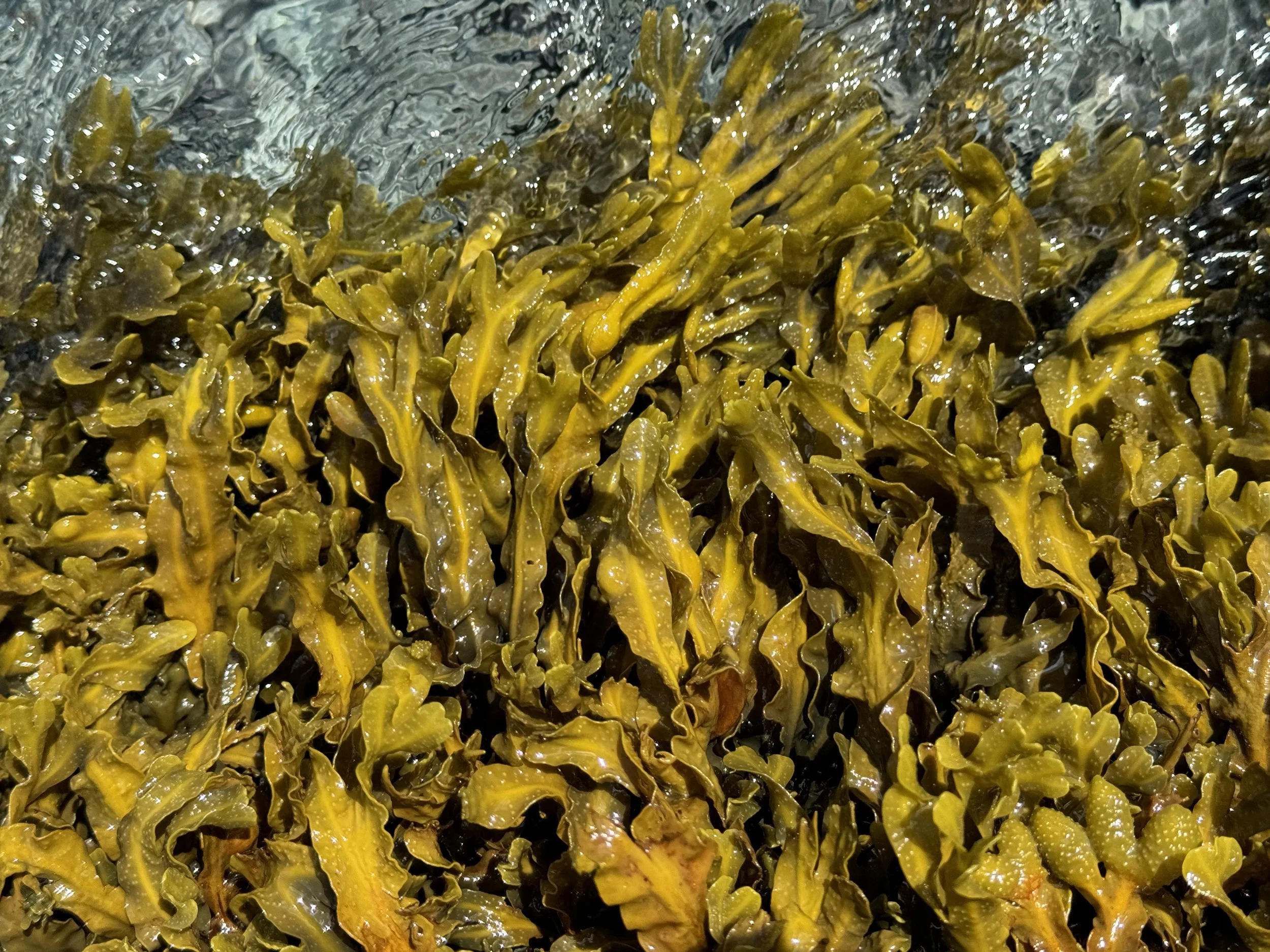 rockweed, Bay Roberts