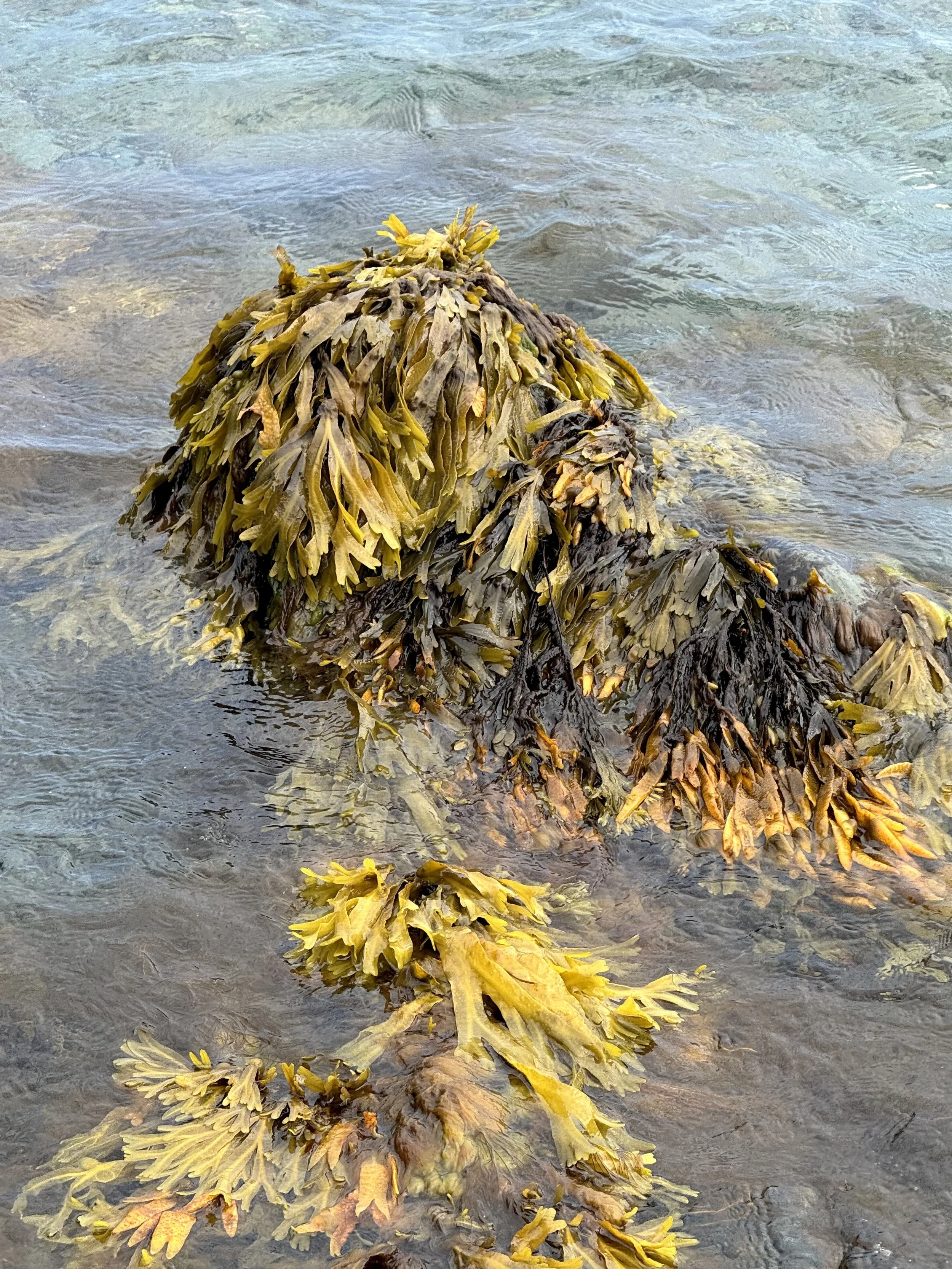 rockweed, Bay Roberts
