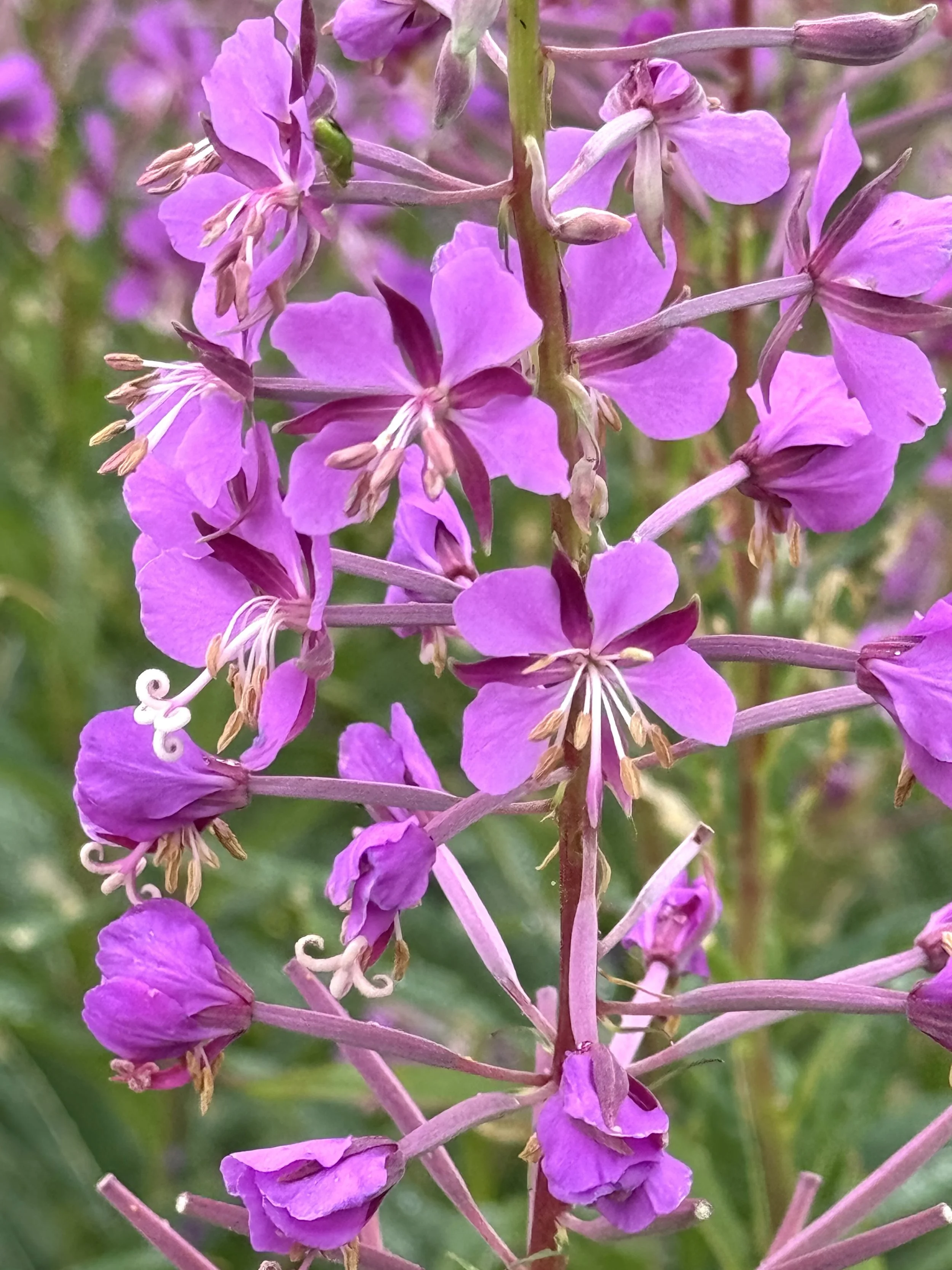 fireweed, Kent's Pond