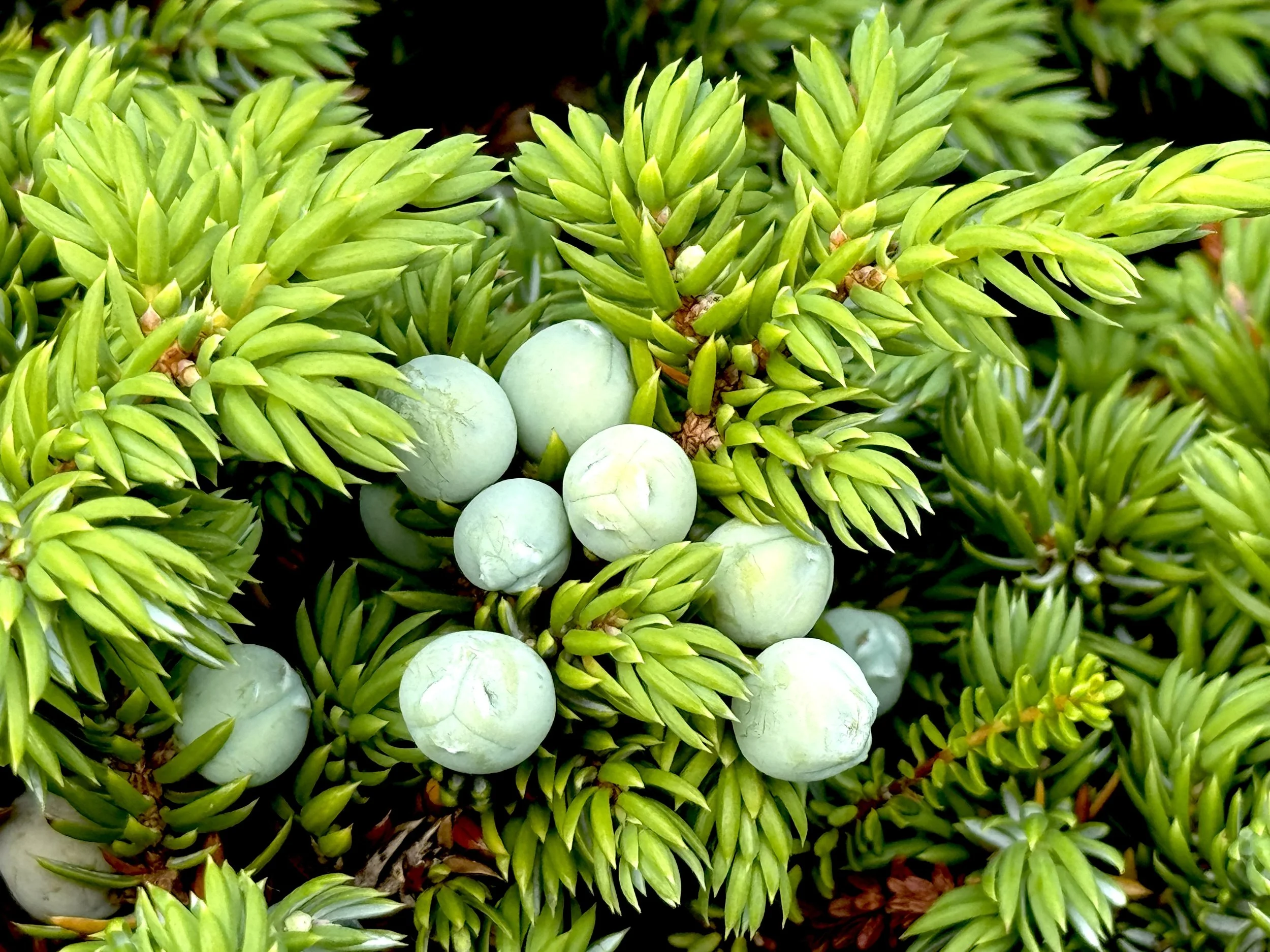 common juniper