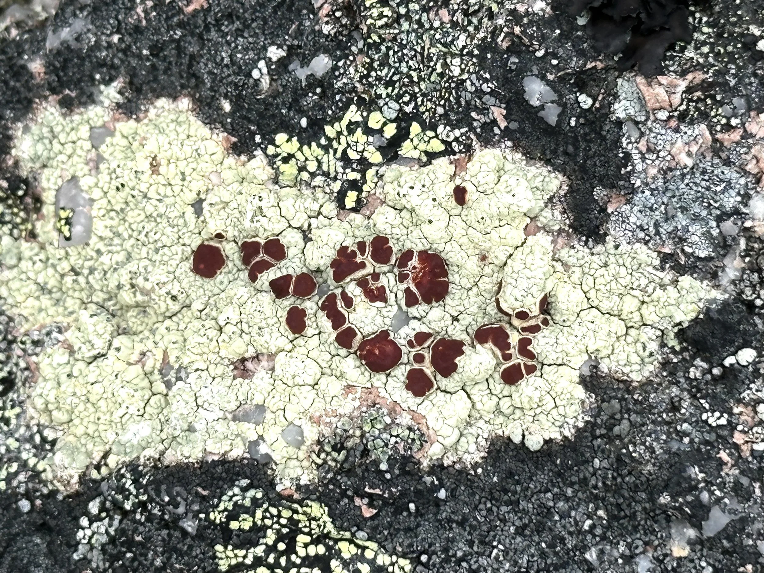 bloodspot lichens, Butter Pot Provincial Park