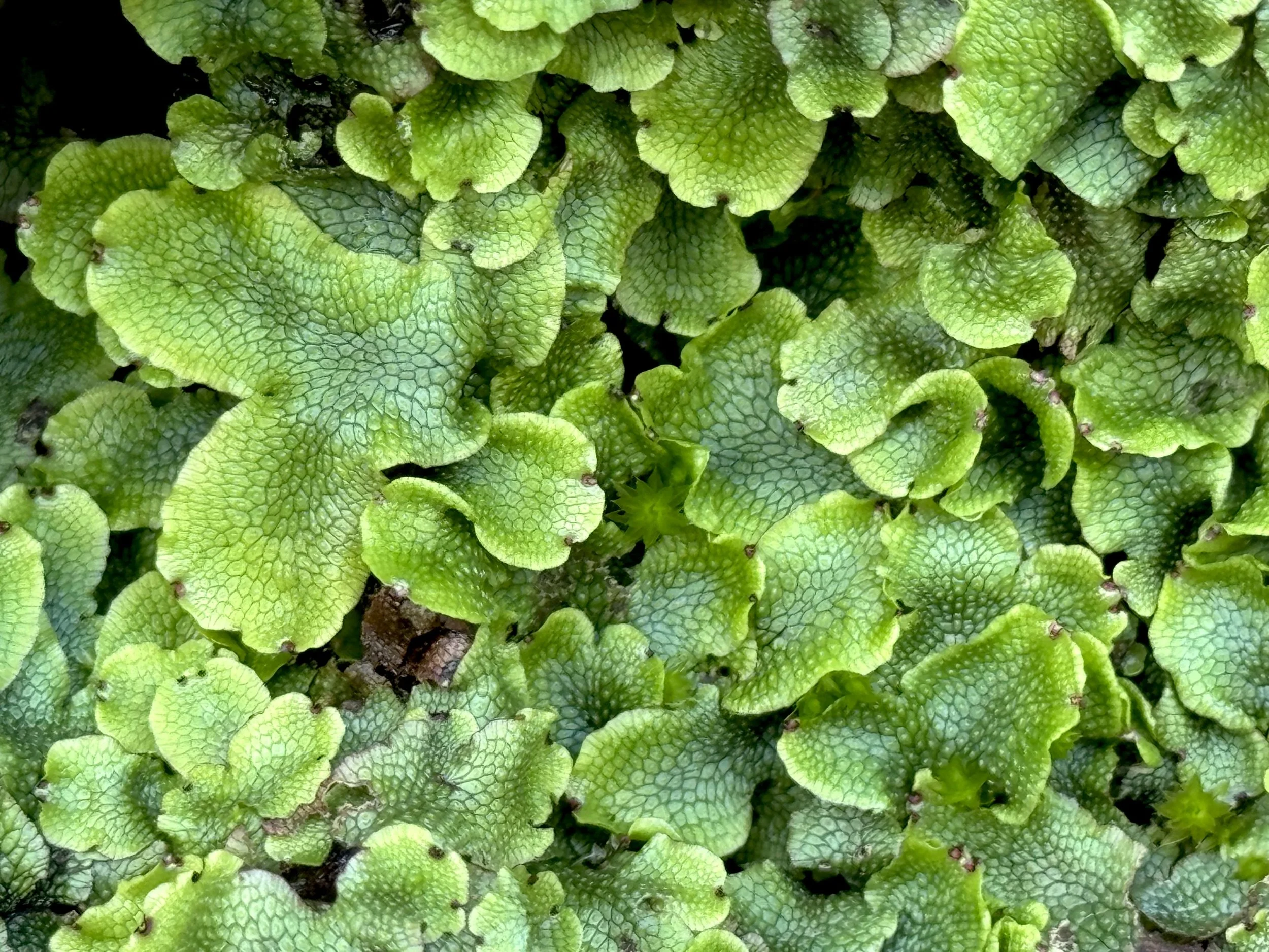 snakeskin liverwort, Manuels River