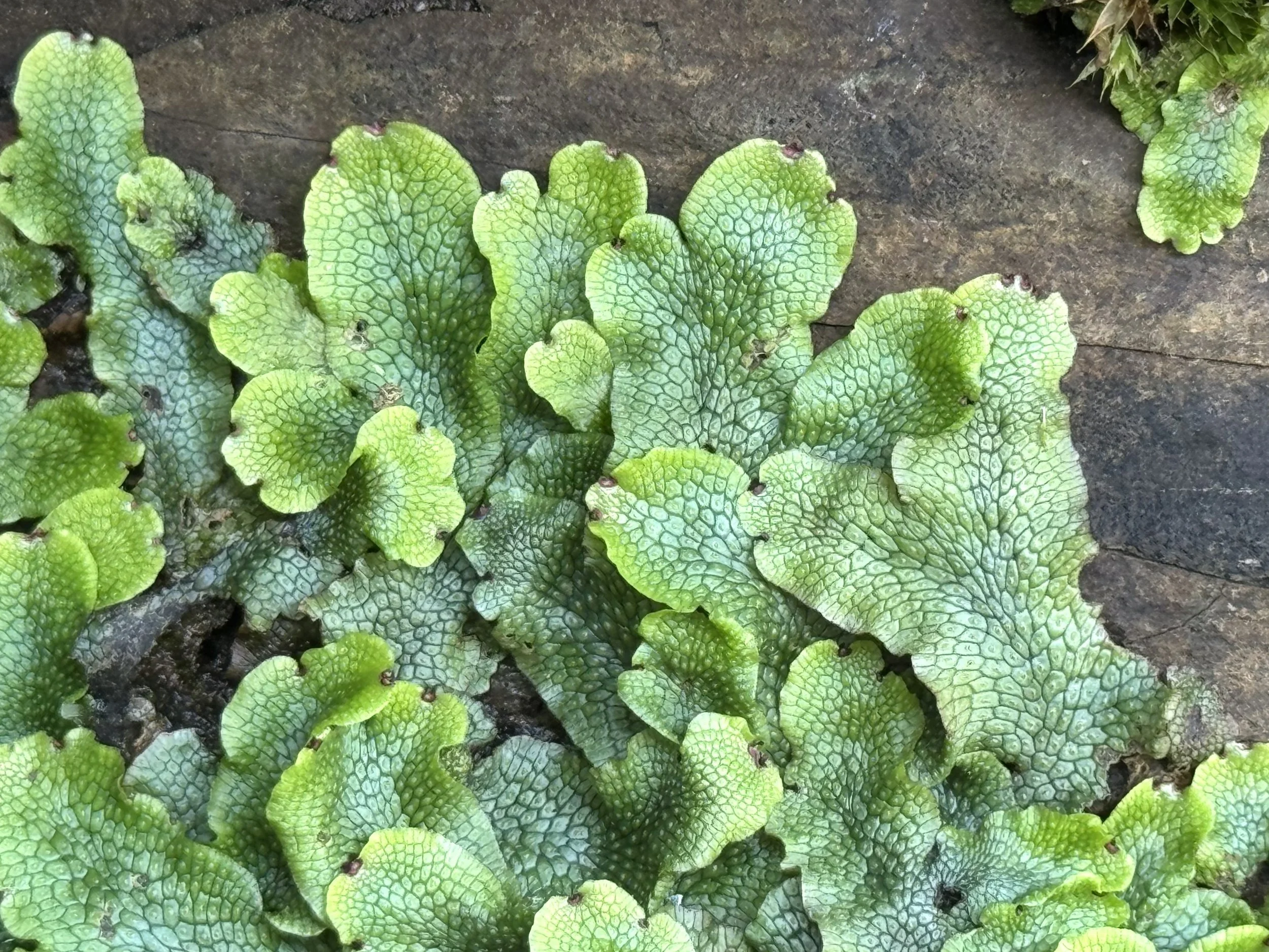 snakeskin liverwort