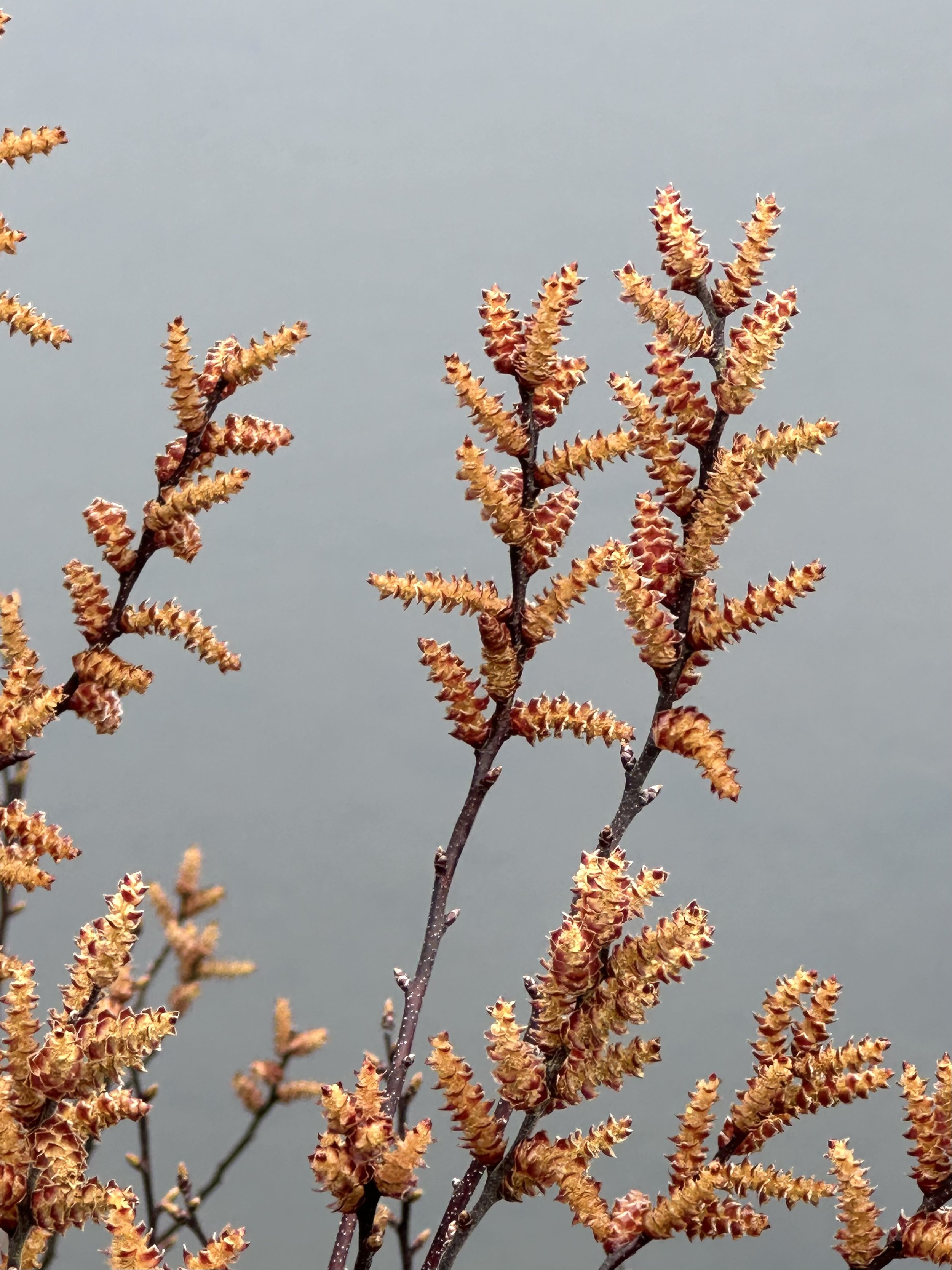 bog myrtle (male flowers)