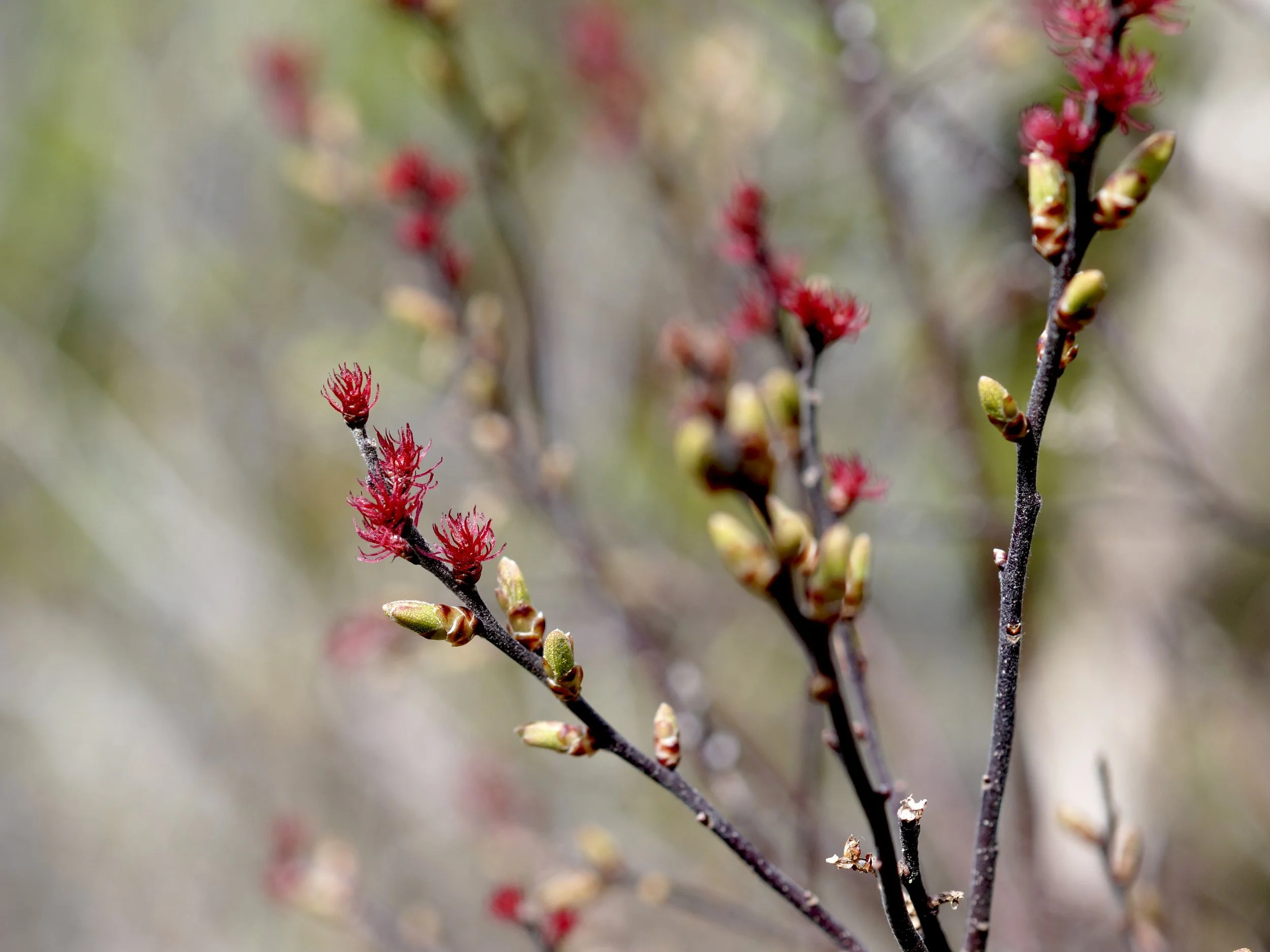 bog myrtle (female flowers)