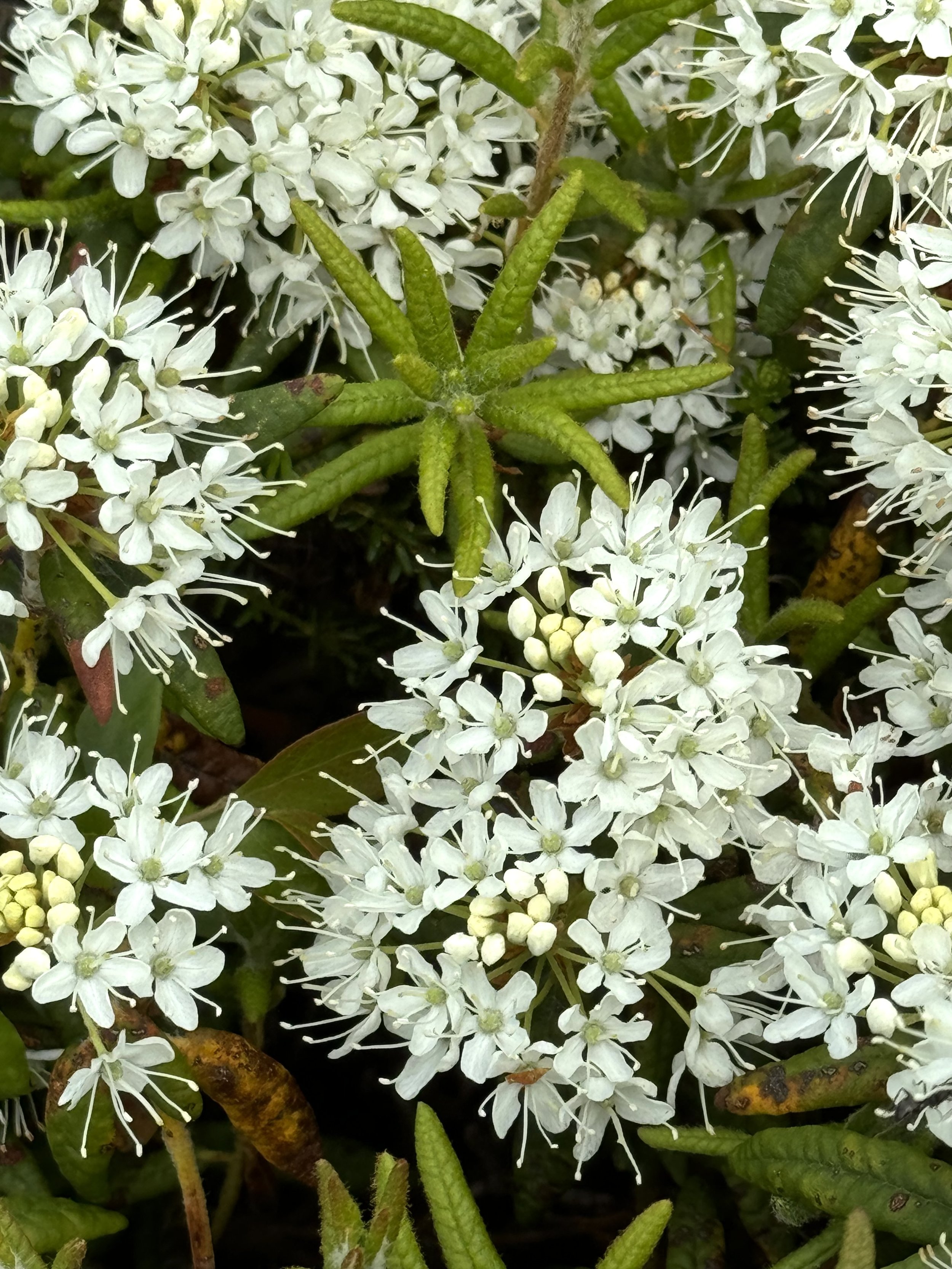 Labrador tea