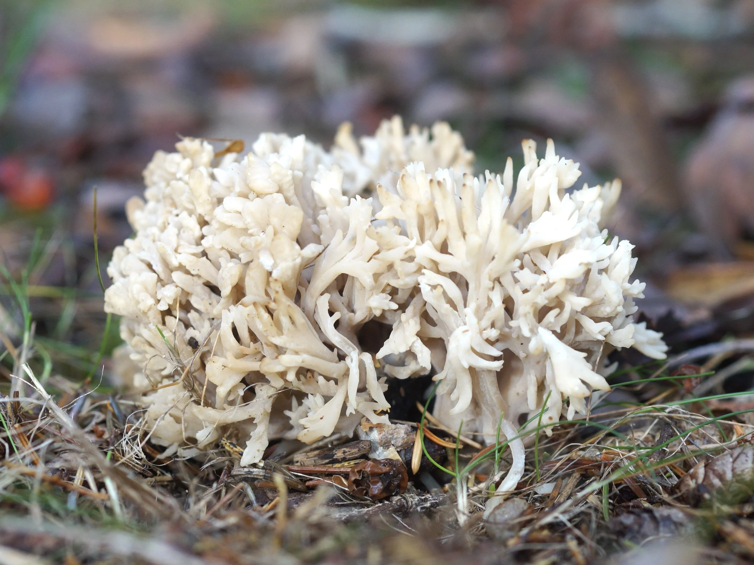 fungus