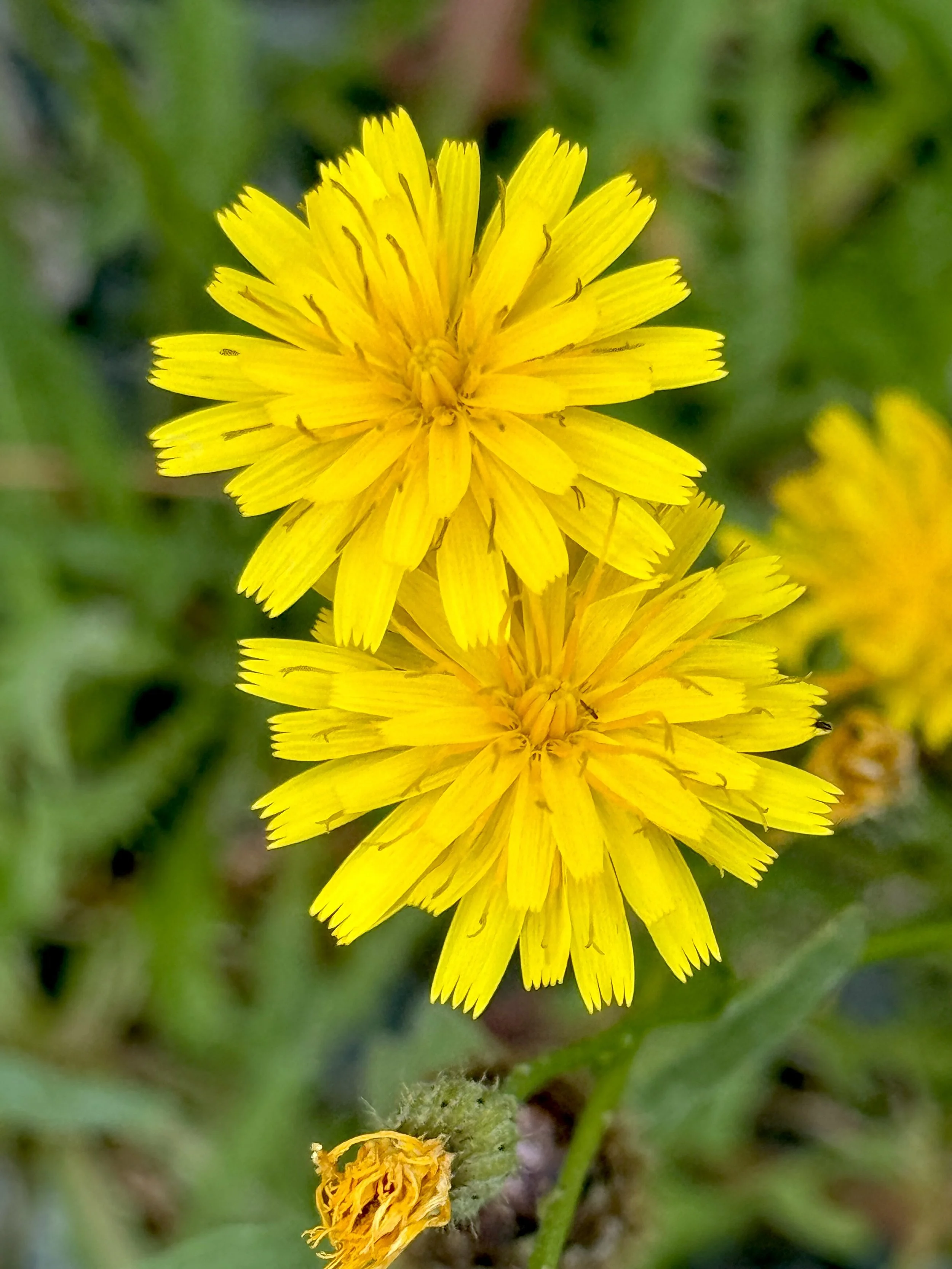 fall dandelion