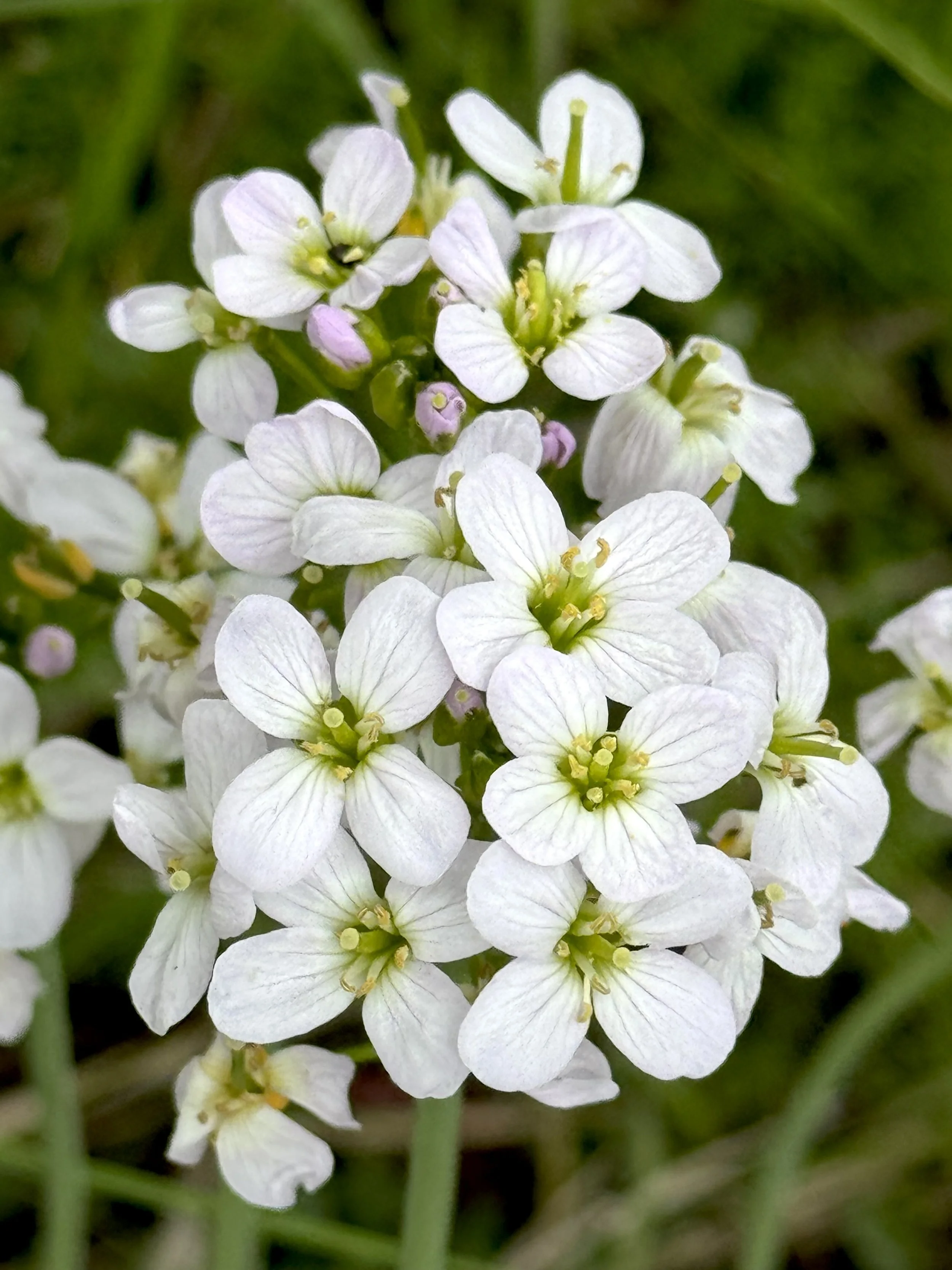 cuckoo flower (meadow cress)
