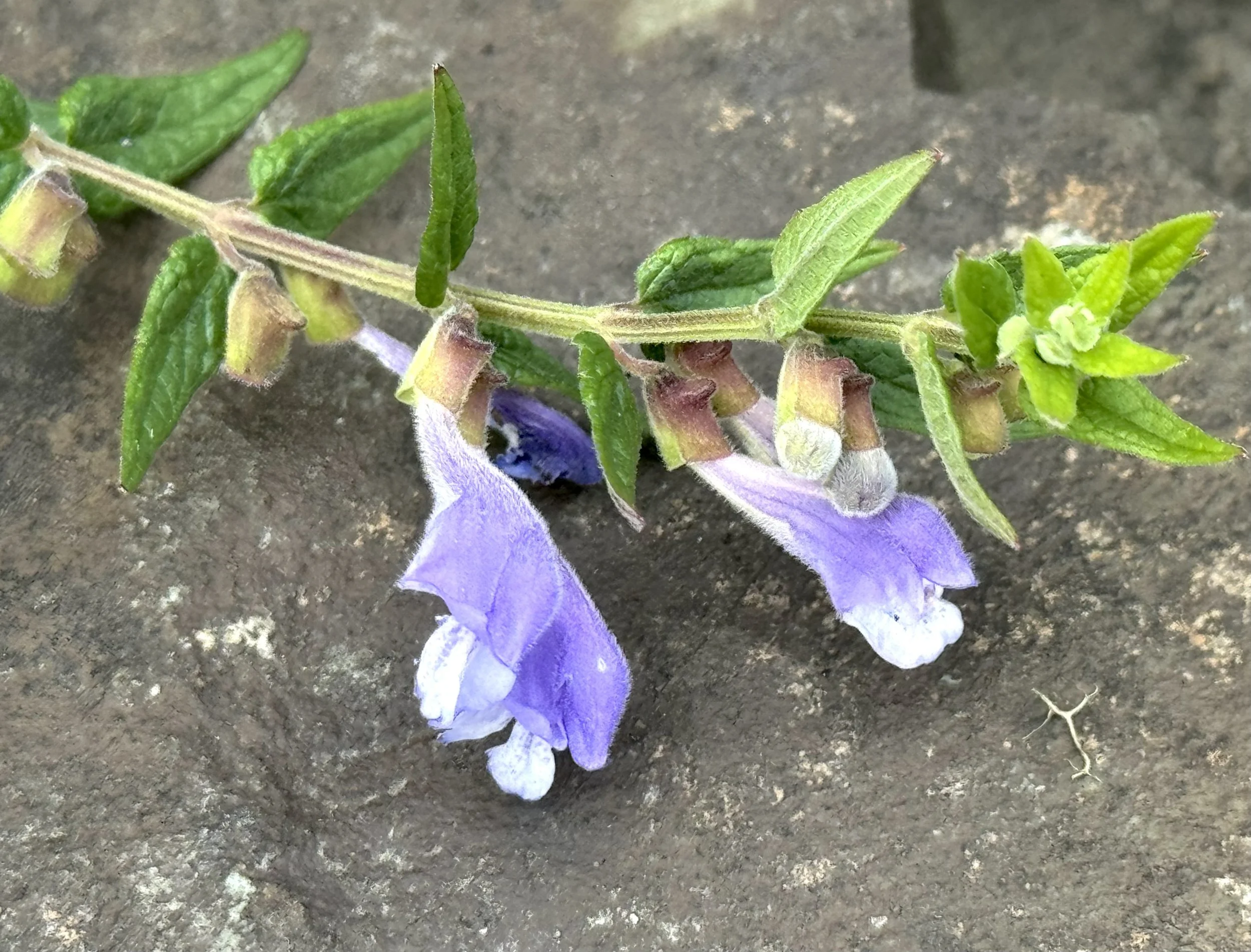 marsh skullcap