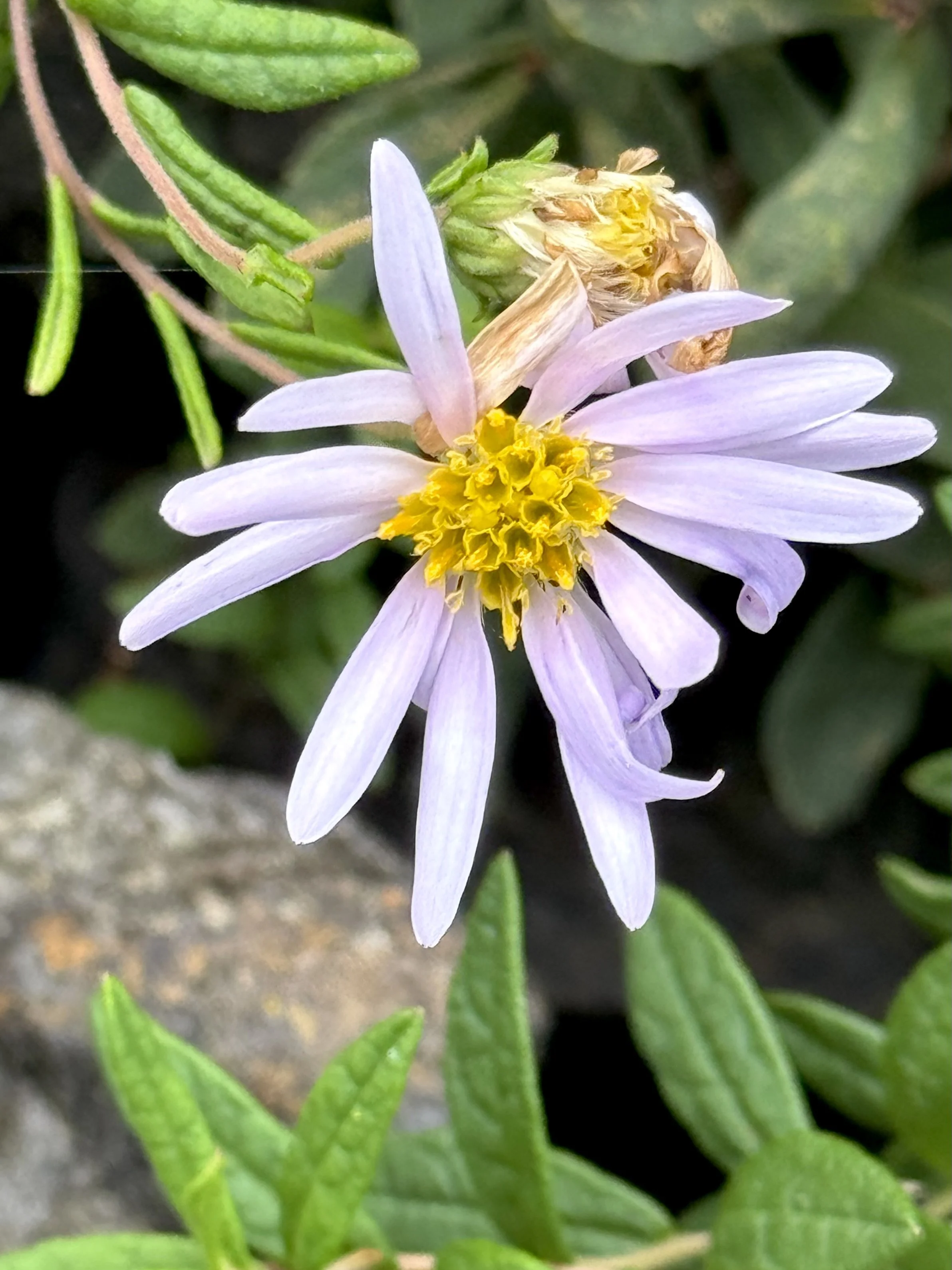bog aster